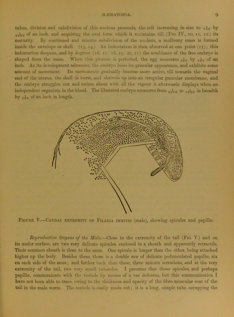 tubes, division and subdivision of this nucleus proceeds, the cell increasing in size to by Yff of an inch, and acquiring the oval form which it maintains till (Fig. IV., lo, ii, 12) its maturity. By continued and minute subdivision of the nucleus, a mulberry mass is formed inside the envelope or shell. (13, 14.) An indentation is then observed at one point (15); this indentation deepens, and by degrees (16, 17, iS, 19, 20, 21) the semblance of the free embryo is shaped from the mass. Whe}i this process is perfected, the egg measures by of an inch. As its development advances, the (srnbryo loses its granular appearance, and exhibits some amount of movement. Its movements gradually become more active, till towards the vaginal end of the uterus, the shell is burst, and shrivels up into an irregular granular membrane, and the embryo struggles out and swims about with all the vigour it afterwards displays when an independent organism in the blood. The liberated embryo measures from xinnr to in breadth by -j-Jir of ‘*^0 inch in length. Figuee V.—Caudal extremity of Filaria immitis (male), showing spicules and papilhe. Reprodv/itive Organs of Ute Male.—Close to the extremity of the tail (Fig. V.) and on its under surface, are two very delicate spicules enclosed in a sheath and apparently retractile. Their common sheath is close to the anus. One spicule is longer than the other, being attached higher up the body. Besides these, there is a double row of delicate pedunculated papilla}, six on each side of the anus; and farther back than these, three minute serrations, and at the very extremity of the tail, two very small tubercles. I presume that these spicules, and perhaps papilljB, communicate with the testicle by means of a vas deferens, but this communication I have not been able to trace, owing to the thickness and opacity of the fibro-muscular coat of the tail in the male worm. The testicle is easily made out; it is a long, simple tube occupying the