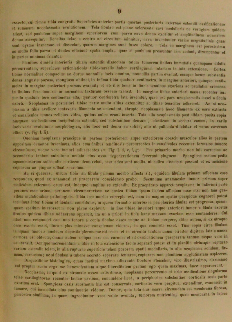 cxseclo, ('ui riiiKK! tibia congruit. Siiperfirios anterior partis quartae posterioris externae ostendit ossificationem et summam neoplasmatis evolutionem. Tela fil)ulae est piam* .«clcrosala cavi medullaris ne vestigium quidem adest, sed paululum super marginem superiorem cum parvo cavo demio exoritur et amplitudinem normalem denuo assequitur. Densilas telae a centro ad circiiitiim minuitur, rava inv(mitiniur variae magnitudinis quae sunt cystae inspersae et dissectae, quarum margines sunt fusco colore. Tela in marginem est porosissirna ac multa folia parva et dentes efficiunt spatia ampla, quae si paululum premuntur iam cedunt, dirumpuntur et in paries minimas friantur. Planities dimidii interioris tibiam ostendit dissectam lotum tumorem finibus immutatis quamquam dilutis percurrentem, superficies articulationis libio-larsalis habet cartilaginem intactam in tota extensione. Cortex tibiae normaliter compactus ac durus nonnullis locis omnino, nonnullis parlim evanuit, eiusque locum substantia densa anguste porosa, spongiosa oblinet, in infima tibia qualuor centimelra, in margine anteriori, quinque centi- melra in margine posteriori prorsus evanuit; et ab illis locis in lineis tenuibus exoriens ac paullatim crescens in iinibus fere tumoris in normalem texturam osseam tran.sit. In margine tibiae anteriori massa recenter im- posita qualuor fere centimetra alta, quatiior centimelra lata invenitur, quae est pars neoplasmatis ossei a fibula exorti. Neoplasma in posteriori tibiae parte multo altius extenditur ac tibiae tenaciter adhaeret. Ac si neo- plasma a tibia avellere lentaveris filamenta se ostendunt, abrupto neoplasmate haec filamenta ex osse extracta et canaliculos tenues relictos vidt*s, quibus antea erant inserta. Tota alia neoplasmatis post tibiam posita copia nusquam ossificationem incipientem ostendit, sed substantiam densam, elasticam in sectura canam, in variis locis varia evolutione morphologica, alio loco est densa ac solida, alio ut pulticula dilabilur et veras cavernas efficit (V. Fig. I. K). Quoniam neoplasma praecipue in partem posteriorem atque exteriorem crescit musculos alios in pariem oppositam demotos invenimus, alios cum finibus lendinosis percurrentes in canaliculos recenter formatos tumore circumfusos, neque vero tumori adhaerentes (v. Fig. I. d, e, f, g). Pes primario morbo non fuit correptus ac secundario tantum nutrilione mutata eius ossa degenerationem fecerunt pinguem. Spongiosa ossium pedis squammosorum substantia corticem demovebat, ossa adeo sunt mollia, ul cultro dissecari possunt et ex incisione copio.sum ac pingue effluat secretum. Ac si quaeras, utrum tibia an fibula primum morbo affecta sit, equidem fibulam primam affectam esse respondeo, quod ex anamnesi et jtraeparato considerato probo. Secundum anamnesim tumor primum super malleolum externum ortus est, indeque amplius se extendit. Ex praeparato apparet neoplasma in inferiori parte perones esse ortum, peronem circurnerevisse ac postea tibiam ipsam iisdem affectam esse etsi non tam gra- vibus mutationibus pathologicis. Tibia ipsa morbo correpta est, nam in magno spatio perspicue cognosci potest terminus inter tibiam ct fibulam constitutus, in quem formatio interossea peripherica fibulae est progressa, quam- quam spatium interosseum non plane explevit. In fine tibiae interiori atque anteriori tumor a fibula exortus firmius quidem tibiae adhaerens apparuit, ita ul a priori in tibia lianc massam exortam esse contenderes. Cui illud non respondet eam uno tenore a copia fibulae ossea usque ad tibiam pergere, aliter autem, si ex utroque osse exorta esset, lineam plus minusve conspicuam videres, in qua concreta ossei. Tum copia circa fibulam tamquam luinoris nucleum deposita plerumque csl ossea ct in circuitu lanium unum circiter digitum lata a massa carnosa est obtecta, omnis autem reliqua pars est carnosa et ad ossificationem praeparata tantum neque vero m os transiit. Denique incrementum a tibia in tota extensione facile separari potest et in planitie utriusque rupturae variam ostendit telam, in alia rupturae superficie telam porosam spatii medullaris, in alia neoplasma solidum, fir- mum, carnosum; ac si fibulam a tubere accreto separare lentares, rupturam non planitiem agglutinatam aspiceres. Disquisitione histologica, quam institui maxime adiuvante Doctore Fleischer, viro illustrissimo, clarissimo cui propter suam erga me benevolentiam atque liheralilalem gratias ago quam maximas, haec apparuerunt. Neoplasma, id quod ex stromate o.sseo satis denso, neoplasma percurrente et orto ossificatione singularum telae cartilaginosae recenter factae partium, concludere licet, a peripherica substantiae corticalis ossis parte exortum erat. Spongiosa ossis substantia hic est conservata, corticalis vero pergitur, extenditur, evanescit in tumore, qui immediata eius continuatio videtur. Tumor, quia lota eius massa circumdata est membrana fibrosa, periosteo simillima, in quam ingrediuntur vasa valde evoluta, tumorem nutrientia, quae membrana in latere