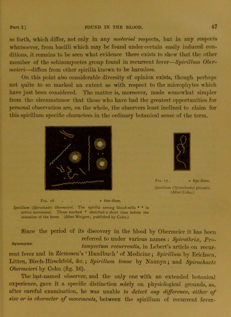 SO forth, which differ, not only in any material respects, hut in any respects whatsoever, fiDin bacilli which may be found under certain easily induced con- ditions, it remains to be seen what evidence there exists to shoAV that the otlier member of the schizomycetes group found in recurrent fever—Spirillum Obcr- meieri—diffei*s from other spirilla known to be harmless. On this point also considerable diversity of opinion exists, though perhaps not quite to so marked an extent as with respect to the microphytes which have just been considered. The matter is, moreover, made somewhat simpler from the circumstance that those who have had the greatest opportunities for personal observation are, on the whole, the observers least inclined to claim for this spirillum specific characters in the ordinary botanical sense of the term. Fig. 17 . . X 650 diam. Spirillum (Spirochaete) plicatile. (After Cohn.) Fig. 16 ... . X 600 diam. Spirillum {Spirochate) Obermeieri. The spirilla among blood-cells * * in active movement. Those marked * sketched a short time before the cessation of the fever. (After Weigert; published by Cohn.) Since the period of its discovery in the blood by Obermeier it has been referred to under various names : Sjnrothrix, Pro- Bynonyms. tomycetum recurrentiSy in Lebert’s article on recur- rent fever and in Ziemssen’s ‘ Handbuch ’ of Medicine; Spirillum by Erichsen, Litten, Birch-Hii’schfeld, &c.; Spirillum tenue by Naunyn; and Spirochaete Obermeieri by Cohn (fig. 16). The l£^t-named observer, and the only one with an extended botanical experience, gave it a specific distinction solely on physiological grounds, as, after careful examination, he was unable to detect any difference, either of size or in character of movements, between the spirillum of recurrent fever-