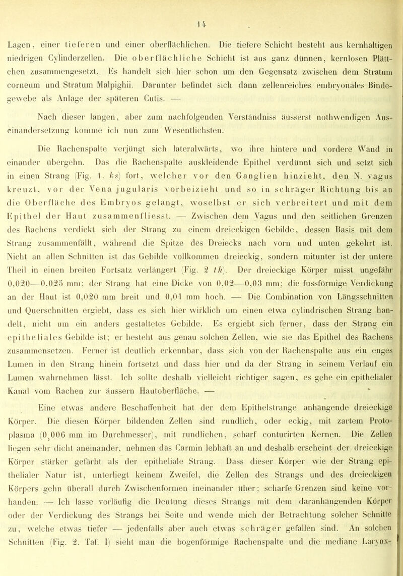 Lagen, einer lieferen und einer oberflächlichen. Die tiefere Schicht besteht aus kernhaltigen niedrigen Cylinderzellen. Die oberflächliche Schicht ist aus ganz dünnen, kernlosen Plätt- chen zusammengesetzt. Es handelt sich hier schon um den Gegensatz zwischen dem Stratum corneum und Stratum Malpighii. Darunter befindet sich dann zellenreiches embryonales Binde- gewebe als Anlage der späteren Cutis. — Nach dieser langen, aber zum nachfolgenden Verständniss äusserst nothwendigen Aus- einandersetzung komme ich nun zum Wesentlichsten. Die Rachenspalte verjüngt sich latera-lwärts, wo ihre hintere und vordere Wand in einander übergehn. Das die Rachenspalte auskleidende Epithel verdünnt sich und setzt sich in einen Strang (Fig. 1. ks) fort, welcher vor den Ganglien hinzieht, den N. vagus kreuzt, vor der Vena jugularis vorbeizieht und so in schräger Richtung bis an die Oberfläche des Embryos gelangt, woselbst er sich verbreitert und mit dem Epithel der Haut zusammenfliesst. — Zwischen dem Vagus und den seitlichen Grenzen des Rachens verdickt sich der Strang zu einem dreieckigen Gebilde, dessen Basis mit dem - Strang zusammenfällt, während die Spitze des Dreiecks nach vorn und unten gekehrt ist. Nicht an allen Schnitten ist das Gebilde vollkommen dreieckig, sondern mitunter ist der untere Theil in einen breiten Fortsatz verlängert (Fig. 2 lli). Der dreieckige Körper misst ungefähr 0,020—0,025 mm; der Strang hat eine Dicke von 0,02—0,03 mm; die fussförmige Verdickung an der Haut ist 0,020 mm breit und 0,01 mm hoch. — Die Combination von Längsschnitten und Querschnitten ergiebt, dass es sich hier wirklich um einen etwa cylindrischen Strang han- delt, nicht um ein anders gestaltetes Gebilde. Es ergiebt sich ferner, dass der Strang ein epitheliales Gebilde ist; erbesteht aus genau solchen Zellen, wie sie das Epithel des Rachens zusammensetzen. Ferner ist deutlich erkennbar, dass sich von der Rachenspalte aus ein enges Lumen in den Strang hinein fortsetzt und dass hier und da der Strang in seinem Verlauf ein Lumen wahrnehmen lässt. Ich sollte deshalb vielleicht richtiger sagen, es gehe ein epithelialer Kanal vom Rachen zur äussern Hautoberfläche. — Eine etwas andere Beschaffenheit hat der dem Epithelstrange anhängende dreieckige Körper. Die diesen Körper bildenden Zellen sind rundlich, oder eckig, mit zartem Proto- plasma (0;00G mm im Durchmesser), mit rundlichen, scharf conturirten Kernen. Die Zellen liegen sein- dicht aneinander, nehmen das Carmin lebhaft an und deshalb erscheint der dreieckige Körper stärker gefärbt als der epitheliale Strang. Dass dieser Körper wie der Strang epi- thelialer Natur ist, unterliegt keinem Zweifel, die Zellen des Strangs und des dreieckigen Körpers gehn überall durch Zwischenformen ineinander über; scharfe Grenzen sind keine vor- handen. — Ich lasse vorläufig die Deutung dieses Strangs mit dem daranhängenden Körper oder der Verdickung des Strangs bei Seite und wende mich der Betrachtung solche]' Schnitte zu, welche etwas tiefer — jedenfalls aber auch etwas schräger gefallen sind. An solchen Schnitten (Fig. 2. Taf. I) sieht man die bogenförmige Rachenspalte und die mediane Larynx-