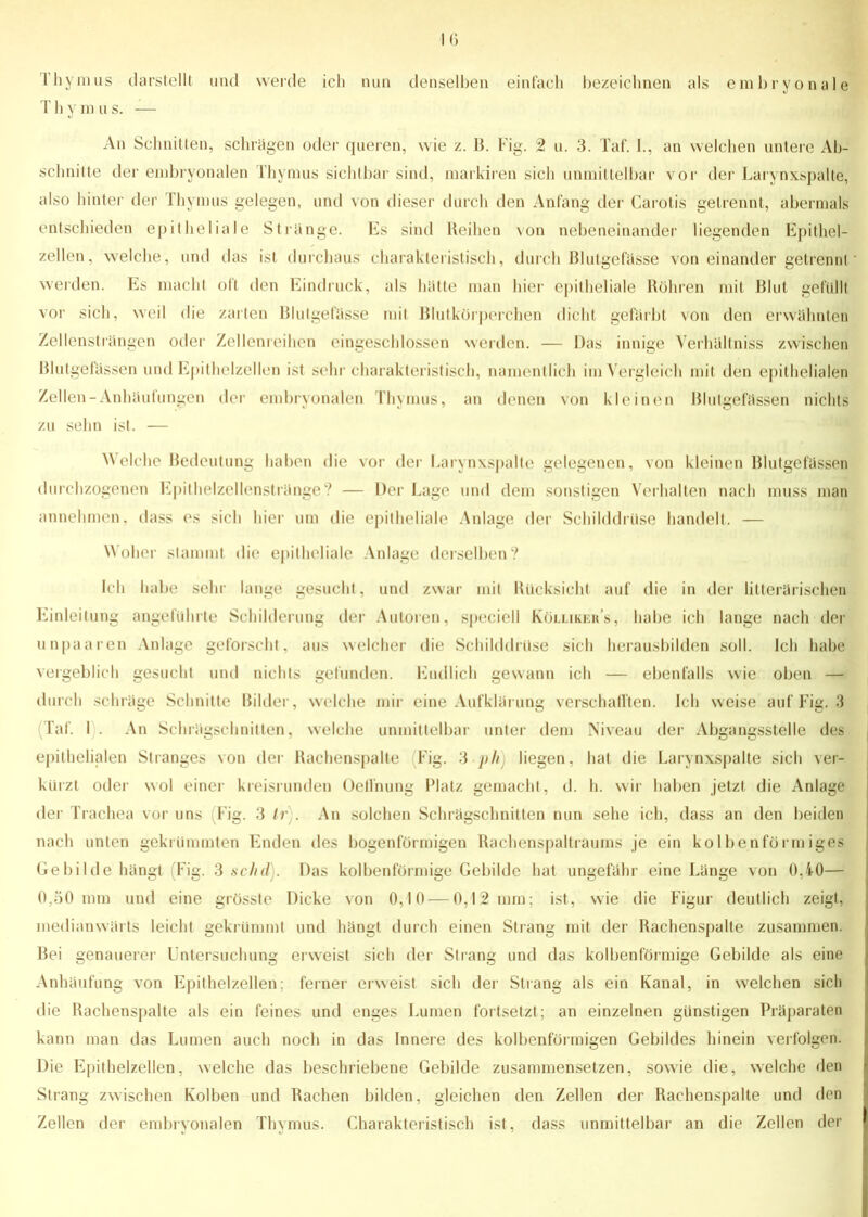 1(5 Thymus darstellt und werde ich nun denselben einfach bezeichnen als embryonale T h y m u s. — An Schnitten, schrägen oder queren, wie z. 15. Fig. 2 u. 3. Taf. I., an welchen untere Ab- schnitte der embryonalen Thymus sichtbar sind, markiren sich unmittelbar vor der Larynxspalte, also hinter der Thymus gelegen, und von dieser durch den Anfang der Carotis getrennt, abermals entschieden epitheliale Stränge. Es sind Reihen von nebeneinander liegenden Epithel- zellen, welche, und das ist durchaus charakteristisch, durch Blutgefässe von einander getrennt' werden. Es macht oft den Eindruck, als hatte man hier epitheliale Röhren mit Blut gefüllt vor sich, weil die zarten Blutgefässe mit Blutkörperchen dicht gefärbt von den erwähnten Zellensträngen oder Zellenreihen eingeschlossen werden. — Das innige Verhültniss zwischen Blutgefässen und Epithelzellen ist sehr charakteristisch, namentlich im Vergleich mit den epithelialen Zellen-Anhäufungen der embryonalen Thymus, an denen von kleinen Blutgefässen nichts zu sehn ist. — Welche Bedeutung haben die vor der Larynxspalte gelegenen, von kleinen Blutgefässen durchzogenen Epithelzellenstränge? — Der Lage und dem sonstigen Verhalten nach muss man annehmen, dass es sich hier um die epitheliale Anlage der Schilddrüse handelt. — Woher stammt die epitheliale Anlage derselben? Ich habe sehr lange gesucht, und zwar mit Rücksicht auf die in der litterärischen Einleitung angeführte Schilderung der Autoren, speciell Kölliker’s, habe ich lange nach der unpaaren Anlage geforscht, aus welcher die Schilddrüse sich herausbilden soll. Ich habe vergeblich gesucht und nichts gefunden. Endlich gewann ich — ebenfalls wie oben — durch schräge Schnitte Bilder, welche mir eine Aufklärung verschafften. Ich weise auf Fig. 3 (Taf. I . An Schrägschnitten, welche unmittelbar unter dem Niveau der Abgangsstelle des epithelialen Stranges von der Rachenspalte Fig. 3 ph liegen, hat die Larynxspalte sich ver- kürzt oder wol einer kreisrunden Oelfnung Platz gemacht, d. h. wir haben jetzt die Anlage der Trachea vor uns (Fig. 3 Ir . An solchen Schrägschnitten nun sehe ich, dass an den beiden nach unten gekrümmten Enden des bogenförmigen Rachenspaltraums je ein kolbenförmiges Gebilde hängt Fig. 3 schd). Das kolbenförmige Gebilde hat ungefähr eine Länge von 0,40— 0,50 mm und eine grösste Dicke von 0,10 — 0,12 mm; ist, wie die Figur deutlich zeigt, medianwärts leicht gekrümmt und hängt durch einen Strang mit der Rachenspalte zusammen. Bei genauerer Untersuchung erweist sich der Strang und das kolbenförmige Gebilde als eine Anhäufung von Epithelzellen; ferner erweist sich der Strang als ein Kanal, in welchen sich die Rachenspalte als ein feines und enges Lumen fortsetzt; an einzelnen günstigen Präparaten kann man das Lumen auch noch in das Innere des kolbenförmigen Gebildes hinein verfolgen. Die Epithelzellen, welche das beschriebene Gebilde zusammensetzen, sowie die, welche den Strang zwischen Kolben und Rachen bilden, gleichen den Zellen der Kachenspalte und den Zellen der embryonalen Thymus. Charakteristisch ist, dass unmittelbar an die Zellen der