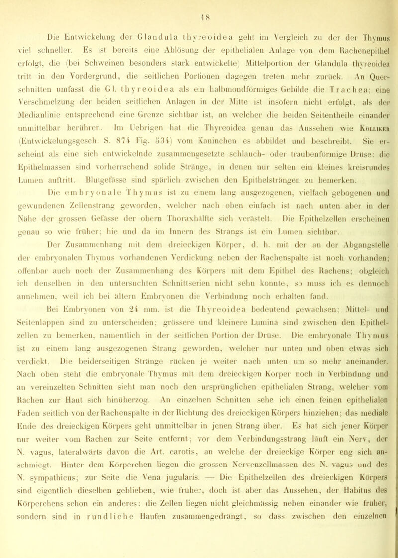 IS Die Entwickelung der Glandula thvre'oidea geht im Vergleich zu der der Thymus viel schneller. Es ist bereits eine Ablösung der epithelialen Anlage von dem Rachenepithel erfolgt, die (bei Schweinen besonders stark entwickelte) Mittelportion der Glandula thyreoidea tritt in den Vordergrund, die seitlichen Portionen dagegen treten mehr zurück. An Quer- schnitten umfasst die Gl. thyreoidea als ein halbmondförmiges Gebilde die Trachea; eine Verschmelzung der beiden seitlichen Anlagen in der Mitte ist insofern nicht erfolgt, als der Medianlinie entsprechend eine Grenze sichtbar ist, an welcher die beiden Seitentheile einander unmittelbar berühren. Im Uebrigen hat die Thyreoidea genau das Aussehen wie Kolliker (Entwickelungsgesch. S. 874 Fig. 534) vom Kaninchen es abbildet und beschreibt. Sie er- scheint als eine sich entwickelnde zusammengesetzte schlauch- oder traubenförmige Drüse: die Epithelmassen sind vorherrschend solide Stränge, in denen nur selten ein kleines kreisrundes Lumen au ft ritt. Blutgefässe sind spärlich zwischen den Epithelsträngen zu bemerken. Die embryonale Thymus ist zu einem lang ausgezogenen, vielfach gebogenen und gewundenen Zellenstrang geworden, welcher nach oben einfach ist nach unten aber in der Nähe der grossen Gefässe der obern Thoraxhälfte sich verästelt. Die Epithelzellen erscheinen genau so wie früher; hie und da im Innern des Strangs ist ein Lumen sichtbar. Der Zusammenhang mit dem dreieckigen Körper, d. h. mit der an der Abgangstelle der embryonalen Thymus vorhandenen Verdickung neben der Rachenspalte ist noch vorhanden; offenbar auch noch der Zusammenhang des Körpers mit dem Epithel des Rachens; obgleich ich denselben in den untersuchten Schnittserien nicht sehn konnte, so muss ich es dennoch annehmen, weil ich bei ältern Embryonen die Verbindung noch erhalten fand. Hei Embryonen von 24 mm. ist die Thyreoidea bedeutend gewachsen; Mittel- und Seitenlappen sind zu unterscheiden; grössere und kleinere Lumina sind zwischen den Epithel- zellen zu bemerken, namentlich in der seitlichen Portion der Drüse. Die embryonale Thymus ist zu einem lang ausgezogenen Strang geworden, welcher nur unten und oben etwas sich verdickt. Die beiderseitigen Stränge rücken je weiter nach unten um so mehr aneinander. Nach oben steht die embryonale Thymus mit dem dreieckigen Körper noch in Verbindung und an vereinzelten Schnitten sieht man noch den ursprünglichen epithelialen Strang, welcher vom Rachen zur Haut sich hinüberzog. An einzelnen Schnitten sehe ich einen feinen epithelialen Faden seitlich von der Rachenspalte in der Richtung des dreieckigen Körpers hinziehen; das mediale Ende des dreieckigen Körpers geht unmittelbar in jenen Strang über. Es hat sich jener Körper nur weiter vom Rachen zur Seite entfernt; vor dem Verbindungsstrang läuft ein Nerv, der N. vagus, lateralwärts davon die Art. carotis, an welche der dreieckige Körper eng sich an- schmiegt. Hinter dem Körperchen liegen die grossen Nervenzellmassen des N. vagus und des N. sympathicus; zur Seite die Vena jugularis. — Die Epithelzellen des dreieckigen Körpers sind eigentlich dieselben geblieben, wie früher, doch ist aber das Aussehen, der Habitus des Körperchens schon ein anderes: die Zellen liegen nicht gleichmässig neben einander wie früher, sondern sind in rundliche Haufen zusammengedrängt, so dass zwischen den einzelnen