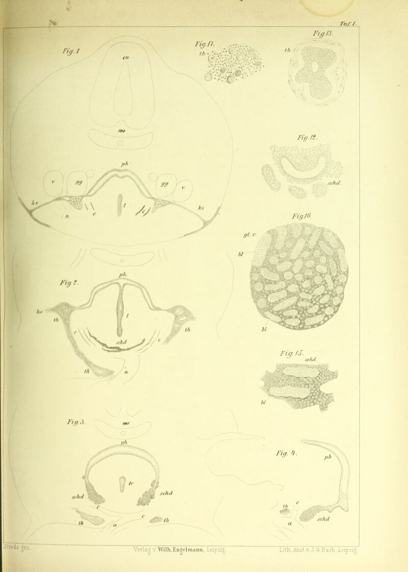 ■* 'N>. Fig. / CH Taf.I. Fig. 11. Stic da ge Verlad vWilh.Engolmaim, Leipzig. Lith.Anst.v. J. G.Bach,Leipzig.