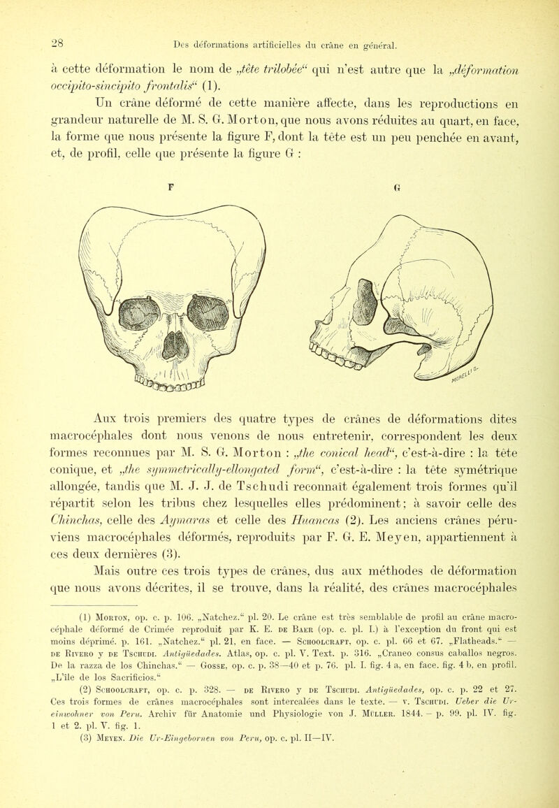 à cette déformation le nom de „tête tvilobéé'- qui n’est antre que la ^déformation occipito-sincipito frontaUs“ (1). Un crâne déformé de cette manière affecte, dans les reproductions en grandeur naturelle de M. S. CI. Morton, que nous avons réduites au quart, en face, la forme que nous présente la figure F, dont la tête est un peu penchée en avant, et, de profil, celle que présente la figure CI : F G Aux trois premiers des quatre types de crânes de déformations dites macrocéphales dont nous venons de nous entretenir, correspondent les deux formes reconnues par M. S. Cl. Morton : „the conical limdd, c’est-à-dire : la tête conique, et „the symmetrically-eUongated form‘‘, c’est-à-dire : la tête symétrique allongée, tandis que M. J. J. de Tscliudi reconnaît également trois formes qu’il répartit selon les tribus chez lesquelles elles prédominent; à savoir celle des Chinchas, celle des Aymaras et celle des Huancas (2). Les anciens crânes péru- viens macrocéifiiales déformés, reproduits par F. Cl. E. Meyen, appartiennent à ces deux dernières (8). Mais outre ces trois types de crânes, dus aux méthodes de déformation que nous avons décrites, il se trouve, dans la réalité, des crânes macrocéphales (1) Morton, op. c. p. 106. „Natcliez.“ pl. 20. Le crâne est très semblable de profil au crâne macro- céphale déformé de Crimée reproduit par K. E. de Baer (op. c. pl. I.) à l’exception du front qui est moins déprimé, p. 161. „Natchez.“ pl. 21, en face. — Schoolcraft, op. c. pl. 66 et 67. „Flatheads.“ — DE Rivero y DE Tschudi. Antigiiedades. Atlas, op. c. pl. V. Text. p. 316. „Craneo consus caballos negros. De la razza de los Chinchas.“ — Gosse, op. c. p. 38—40 et p. 76. pl. I. fig. 4 a, en face. fig. 4 b, en profil. „L’île de los Sacrificios.“ (2) Schoolcraft, op. c. p. 328. — de Rivero y de Tschcdi. Antigüedades, op. c. p. 22 et 27. Ces trois formes de crânes macrocéphales sont intercalées dans le texte. — v. Tschudi. üeher die Ur- eiinvolmer von Pevu. Archiv für Anatomie und Physiologie von J. Müller. 1844. — p. 99. pl. IV. fig. 1 et 2. pl. V. fig. 1.