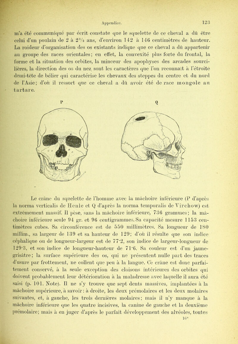 m’a été communiqué par écrit constate que le squelette de ce cheval a dû être celui d’un poulain de 2 à 2V2 ans, d’environ 142 à 146 centimètres de hauteur. La roideur d’organisation des os existants indique que ce cheval a dû appartenir au groupe des races orientales ; en effet, la convexité pins forte du frontal, la forme et la situation des orbites, la minceur des apophyses des arcades sourci- lières, la direction des os du nez, sont les caractères que l’on reconnaît à l’étroite demi-tête de bélier qui caractérise les chevaux des steppes du centre et du nord de l’Asie; d’où il ressort que ce cheval a dû avoir été de race mongole au t art are. Le crâne du squelette de l’homme avec la mâchoire inférieure (P d’après la norma verticalis de Henle et Q d’après la norma temporalis de Virchow) est extrêmement massif. Il pèse, sans la mâchoire inférieure, 736 grammes; la mâ- choire inférieure seule 94 gr. et 96 centigrammes. Sa capacité mesure 1153 cen- timètres cubes. Sa circonférence est de 550 millimètres. Sa longueur de 180 millim., sa largeur de 139 et sa hautem’ de 129; d’où il résulte que son indice céphalique ou de longueur-largeur est de 7 7‘2, son indice de largeur-longnenr de 129'3, et son indice de longueur-hauteur de 7P6. Sa couleur est d’un jaune- grisâtre ; la surface supérieure des os, qui ne présentent nulle part des traces d’usure par frottement, ne collent que peu à la langue. Ce crâne est donc parfai- tement conservé, à la seule exception des cloisons intérienres des orbites qui doivent probablement leur détérioration à la maladresse avec laquelle il aura été saisi (p. 101. Note). Il ne s’y trouve que sept dents massives, implantées à la mâchoire supérieure, à savoir : à droite, les deux prémolaires et les deux molaires suivantes, et, à gauche, les trois dernières molaires ; mais il n’y manque à la mâchoire inférieure que les quatre incisives, la canine de gauche et la deuxième prémolaire; mais à en juger d’après le parfait développement des alvéoles, toutes 16*
