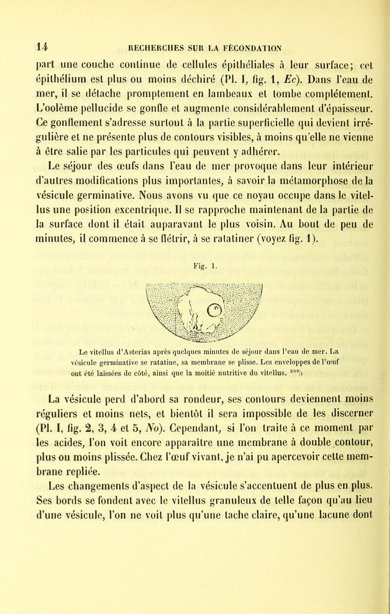 part une couche continue de cellules épithéliales à leur surface; cet épithélium est plus ou moins déchiré (PI. I, fig. 1, £c). Dans l’eau de mer, il se détache promptement en lambeaux et tombe complètement. L’oolème pellucide se gonfle et augmente considérablement d’épaisseur. Ce gonflement s’adresse surtout à la partie superficielle qui devient irré- gulière et ne présente plus de contours visibles, à moins qu’elle ne vienne à être salie par les particules qui peuvent y adhérer. Le séjour des œufs dans l’eau de mer provoque dans leur intérieur d’autres modifications plus importantes, à savoir la métamorphose delà vésicule germinative. Nous avons vu que ce noyau occupe dans le vitel- lus une position excentrique. 11 se rapproche maintenant de la partie de la surface dont il était auparavant le plus voisin. Au bout de peu de minutes, il commence à se flétrir, à se ratatiner (voyez fig. 1). Fig. 1. Le vitellus cl’Asterias a^ji-ès quelques minutes de séjour dans l’eau de mer. La vésicule germinative se ratatine, sa membrane se plisse. Les enveloppes de l’œuf ont été laissées de côté, ainsi que la moitié nutritive du vitellus. La vésicule perd d’abord sa rondeur, ses contours deviennent moins réguliers et moins nets, et bientôt il sera impossible de les discerner (PI. I, fig. 2, 3, 4 et 5, iVo). Cependant, si l’on traite à ce moment par les acides, l’on voit encore apparaître une membrane à double contour, plus ou moins plissée. Chez l’Œ*uf vivant, je n’ai pu apercevoir cette mem- brane repliée. Les changements d’aspect de la vésicule s’accentuent de plus en plus. Ses bords se fondent avec le vitellus granuleux de telle façon qu’au lieu d’une vésicule, l’on ne voit plus qu’une tache claire, qu’une lacune dont