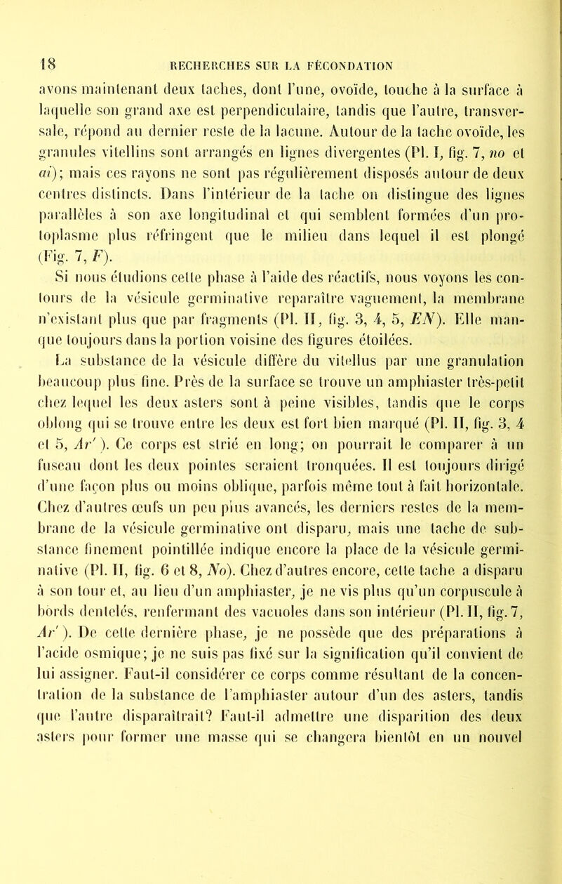 avons mainlenant deux lâches, dont l’une, ovoïde, louche à la surface à laquelle son grand axe esl perpendiculaire, landis que l’aulre, Iransver- sale, répond au dernier resle de la lacune. Aulour de la lâche ovoïde, les granules vilellins sont arrangés en lignes divergentes (PI. I, fig. 7, no el ai)', mais ces rayons ne sont pas régulièrement disposés anlour de deux cenli’es dislincls. Dans l’intérieur de la tache on distingue des lignes parallèles à son axe longitudinal et qui semblent formées d’un pro- toplasme plus réfringent que le milieu dans lequel il esl plongé (Pig. 7, F). Si nous étudions celle phase à l’aide des réactifs, nous voyons les con- tours de la vésicule germinative reparaître vaguement, la membrane n’exislanl plus que par fragments (1^1. II, fig. 3, 4, 5, EN). Elle man- que toujours dans la portion voisine des figures étoilées. l^a substance de la vésicule diffère du vilellus par une granulation beaucoup plus fine. Près de la surface se trouve un amphiasler très-petit chez lequel les deux asters sont à peine visibles, tandis que le corps oblong qui se trouve entre les deux esl fort bien mai’qué (PI. Il, fig. 3, 4 el 5, Àr'). Ce corps esl strié en long; on pourrait le comparer à un fuseau dont les deux pointes seraient tronquées. Il esl toujours dirigé d’une façon plus ou moins oblique, parfois môme tout à fait horizontale. Cbez d’autres œufs un peu pius avancés, les derniers restes de la mem- brane de la vésicule germinative ont disparu, mais une tache de sub- stance finement pointillée indique encore la place de la vésicule germi- native (PI. II, fig. 6 el 8, No). Chez d’autres encore, celle tache a disparu à son tour el, au lieu d’un amphiaster, je ne vis plus qu’un corpuscule à bords dentelés, renfermant des vacuoles dans son intérieur (PI. II, Ar'). De celle dernière phase, je ne possède que des préparations à l’acide osmique; je ne suis pas fixé sur la signification qu’il convient de lui assigner. Faut-il considérer ce corps comme résultant de la concen- tration de la substance de l’amphiasler aulour d’un des asters, tandis que l’autre disparaîtrait? Faut-il admettre une disparition des deux asters pour former une masse qui se changera bientôt en un nouvel