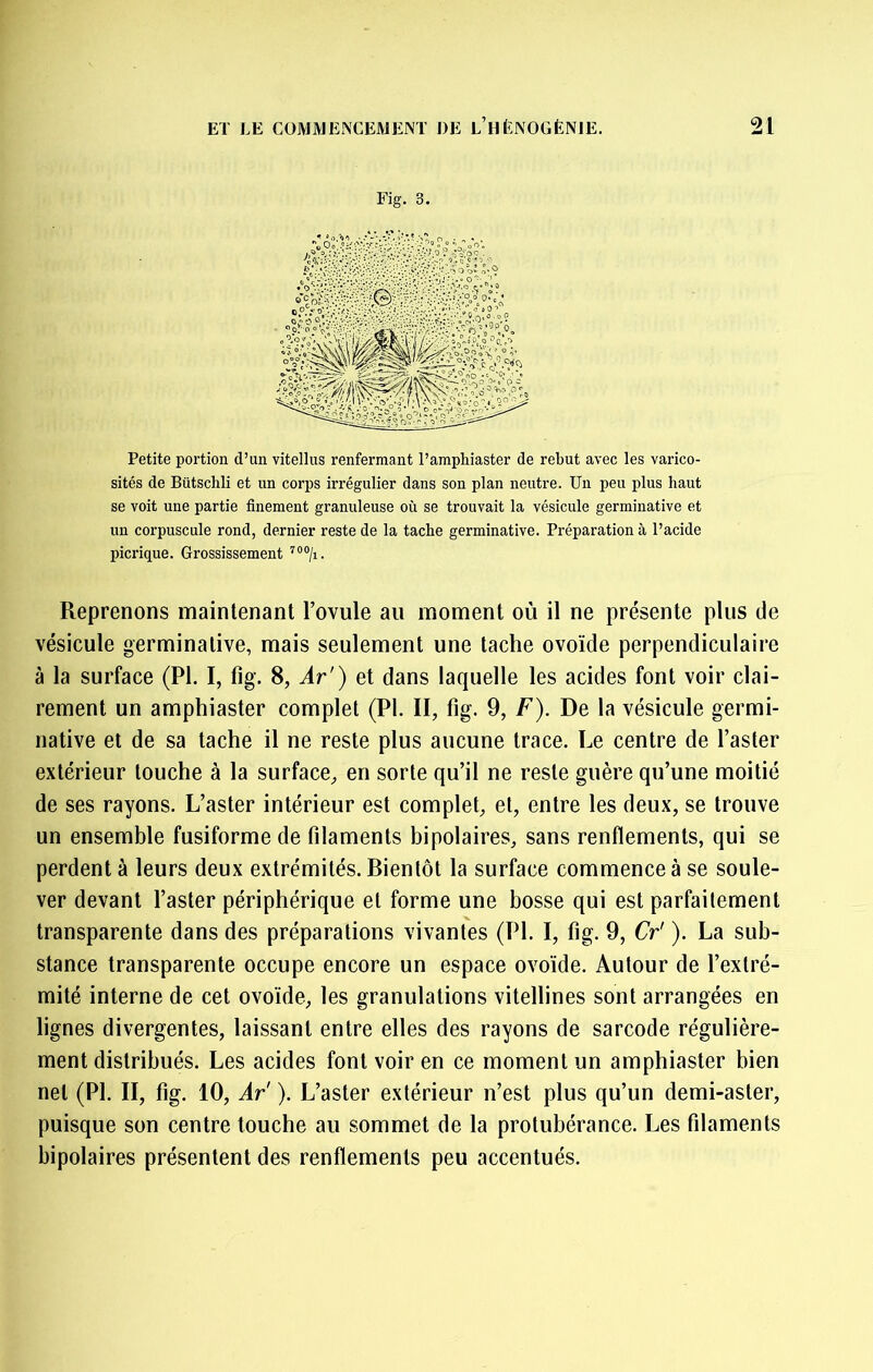 Fig. 3. Petite portion d’un vitelliis renfermant l’amphiaster de rebut avec les varico- sités de Bütschli et un corps irrégulier dans son plan neutre. Un peu plus haut se voit une partie finement granuleuse où se trouvait la vésicule germinative et un corpuscule rond, dernier reste de la tache germinative. Préparation à l’acide picrique. Grossissement Reprenons maintenant l’ovule au moment où il ne présente plus de vésicule germinative, mais seulement une tache ovoïde perpendiculaire à la surface (PI. I, fig. 8, Ar') et dans laquelle les acides font voir clai- rement un amphiaster complet (PI. II, fig. 9, F). De la vésicule germi- native et de sa tache il ne reste plus aucune trace. Le centre de l’aster extérieur touche à la surface, en sorte qu’il ne reste guère qu’une moitié de ses rayons. L’aster intérieur est complet, et, entre les deux, se trouve un ensemble fusiforme de filaments bipolaires, sans renflements, qui se perdent à leurs deux extrémités. Bientôt la surface commence à se soule- ver devant l’aster périphérique et forme une bosse qui est parfaitement transparente dans des préparations vivantes (PI. I, fig. 9, Cr' ). La sub- stance transparente occupe encore un espace ovoïde. Autour de l’extré- mité interne de cet ovoïde, les granulations vitellines sont arrangées en lignes divergentes, laissant entre elles des rayons de sarcode régulière- ment distribués. Les acides font voir en ce moment un amphiaster bien net (PI. II, fig. 10, Ar' ). L’aster extérieur n’est plus qu’un demi-aster, puisque son centre touche au sommet de la protubérance. Les filaments bipolaires présentent des renflements peu accentués.