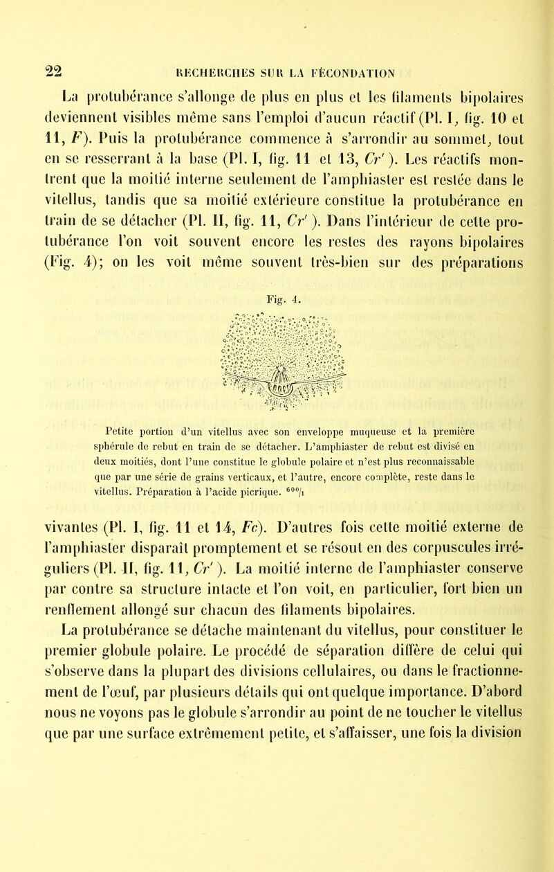 99 Lu protubérance s’allonge de plus en plus et les lilamenls bipolaires deviennent visibles meme sans l’emploi d’aucun réactif (PI. tig. 10 et 11, F). Pu is la protubérance commence à s’arrondir au sommet, tout en se resserrant à la base (PI. I, tig. 11 et 13, Cr'). Les réactifs mon- trent que la moitié interne seulement de l’ampliiaster est restée dans le vitellus, tandis que sa moitié extérieure constitue la protubérance en train de se détacher (PI. II, fig. 11, Cr' ). Dans l’intérieur de cette pro- tubérance l’on voit souvent encore les restes des rayons bipolaires (Fig. 4-); on les voit même souvent très-bien sur des préparations Fig. 4. Petite portion iPuii vitellus avec son enveloppe muqueuse et la première sphérule de rebut en train de se détacher. L’amphiaster de rebut est divisé en deux moitiés, dont l’une constitue le globule polaire et n’est plus reconnaissable que par une série de grains verticaux, et l’autre, encore complète, reste dans le vitellus. Préparation à l’acide picrique. vivantes (PI. I, fig. 11 et 14, Fc). D’autres fois cette moitié externe de l’amphiaster disparaît promptement et se résout en des corpuscules irré- guliers (PI. II, fig. 11, Cr' ). La moitié interne de l’amphiaster conserve par contre sa structure intacte et l’on voit, en particulier, fort bien un renllement allongé sur chacun des filaments bipolaires. La protubérance se détache maintenant du vitellus, pour constituer le premier globule polaire. Le procédé de séparation diffère de celui qui s’observe dans la plupart des divisions cellulaires, ou dans le fractionne- ment de l’ceuf, par plusieurs détails qui ont quelque importance. D’abord nous ne voyons pas le globule s’arrondir au point de ne toucher le vitellus que par une surface extrêmement petite, et s’affaisser, une fois la division