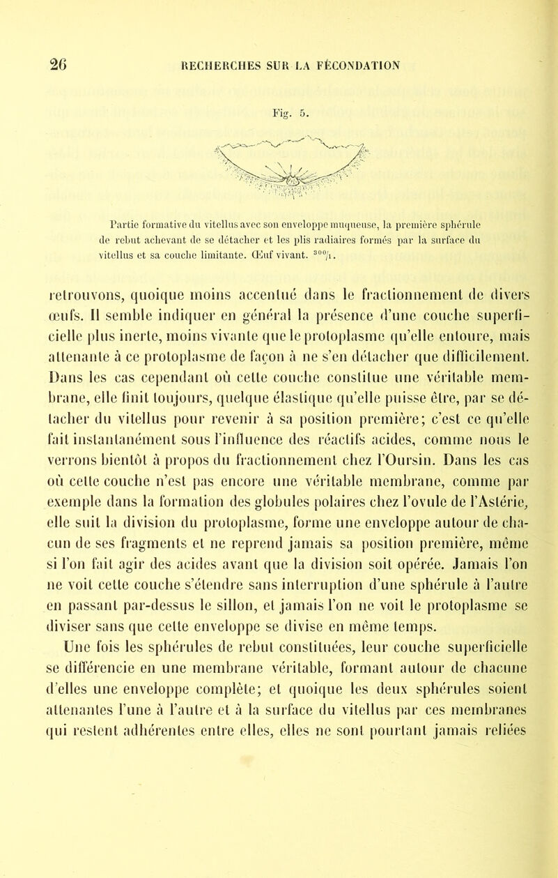 î’ig. 5. Partie formative du vitcllusavec sou enveloppe muqueuse, la première spliérule de rebut achevant de se détacher et les plis radiaires formés par la surface du vitellus et sa couche limitante. Qiluf vivant. lelrouvons, quoique moins accenlué dans le fraclionnement de divers œufs. Il semble indiquer en général la présence d’une couche superfi- cielle plus inerle, moins vivante que le protoplasme qu’elle entoure, mais attenante à ce protoplasme de façon à ne s’en détacher que difficilement. Dans les cas cependant où celle couche conslilue une véritable mem- brane, elle finit toujours, quelque élastique qu’elle puisse être, par se dé- tacher du vitellus pour revenir tà sa position première; c’est ce qu’elle fait instantanément sous Fintluenco des réactifs acides, comme nous le verrons bientôt à propos du fraclionnement chez l’Oursin. Dans les cas où celle couche n’est pas encore une véritable membrane, comme par exemple dans la formation des globules polaires chez l’ovule de l’Astérie, elle suit la division du protoplasme, forme une enveloppe autour de cha- cun de ses fiagments et ne reprend jamais sa position première, même si l’on fait agir des acides avant que la division soit opérée. Jamais l’on ne voit celle couche s’étendre sans interruption d’une sphérule à l’autre en passant par-dessus le sillon, et jamais l’on ne voit le protoplasme se diviser sans que celte enveloppe se divise en même temps. Une fois les sphérules de rebut constituées, leur couche superficielle se différencie en une membrane véritable, formant autour de chacune d’elles une enveloppe complète; et quoique les deux sphérules soient attenantes l’une à l’autre et à la surface du vitellus par ces membranes qui restent adhérentes entre elles, elles ne sont pourtant jamais reliées