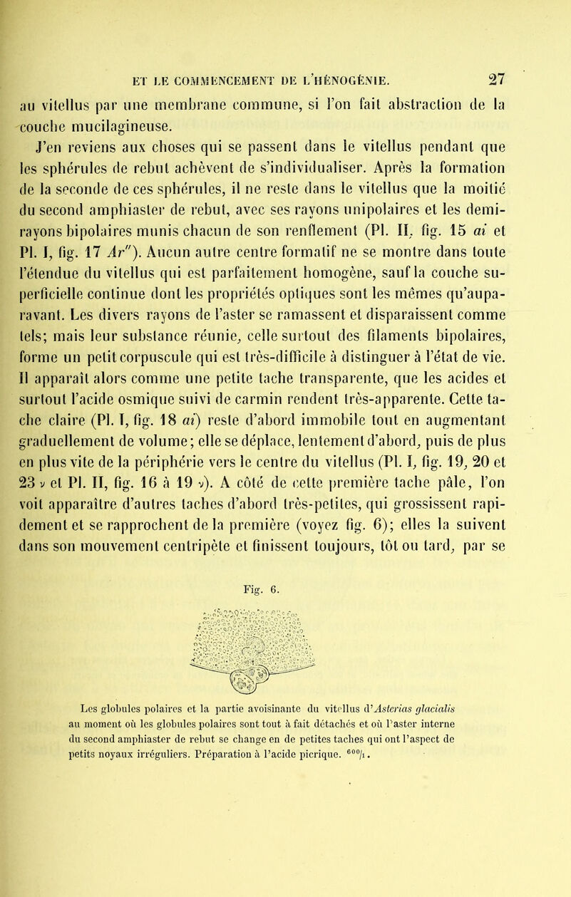 au vilellus par une membrane commune, si l’on fait abstraction de la couclie mucilagineuse. J’en reviens aux choses qui se passent dans le vitellus pendant que les sphérules de rebut achèvent de s’individualiser. Après la formation de la seconde de ces sphérules, il ne reste dans le vitellus que la moitié du second amphiaster de rebut, avec ses rayons unipolaires et les demi- rayons bipolaires munis chacun de son renflement (PI. II, fig. 15 ai et PI. I, fig. 17 Ar). Aucun autre centre formatif ne se montre dans toute l’étendue du vitellus qui est parfaitement homogène, sauf la couche su- perficielle continue dont les propriétés optiques sont les mêmes qu’aupa- ravant. Les divers rayons de l’aster se ramassent et disparaissent comme tels; mais leur substance réunie, celle surtout des filaments bipolaires, forme un petit corpuscule qui est très-difficile à distinguer à l’état de vie. Il apparaît alors comme une petite tache transparente, que les acides et surtout l’acide osmique suivi de carmin rendent très-apparente. Cette ta- che claire (PI. I, fig. 18 ai) reste d’abord immobile tout en augmentant graduellement de volume ; elle se déplace, lentement d’abord, puis de plus en plus vite de la périphérie vers le centre du vitellus (PI. I, fig. 19, 20 et 23 V et PI. II, fig. 16 à 19 v). A côté de cette première tache pâle, l’on voit apparaître d’autres taches d’abord très-petites, qui grossissent rapi- dement et se rapprochent de la première (voyez fig. 6); elles la suivent dans son mouvement centripète et finissent toujours, tôt ou tard, par se Fig. 6. Les globules polaires et la partie avoisinante du vitellus d’Asterias glacialis au moment où les globules polaires sont tout à fait détachés et où Paster interne du second amphiaster de rebut se change en de petites taches qui ont l’aspect de petits noyaux irréguliers. Préparation à l’acide picrique.