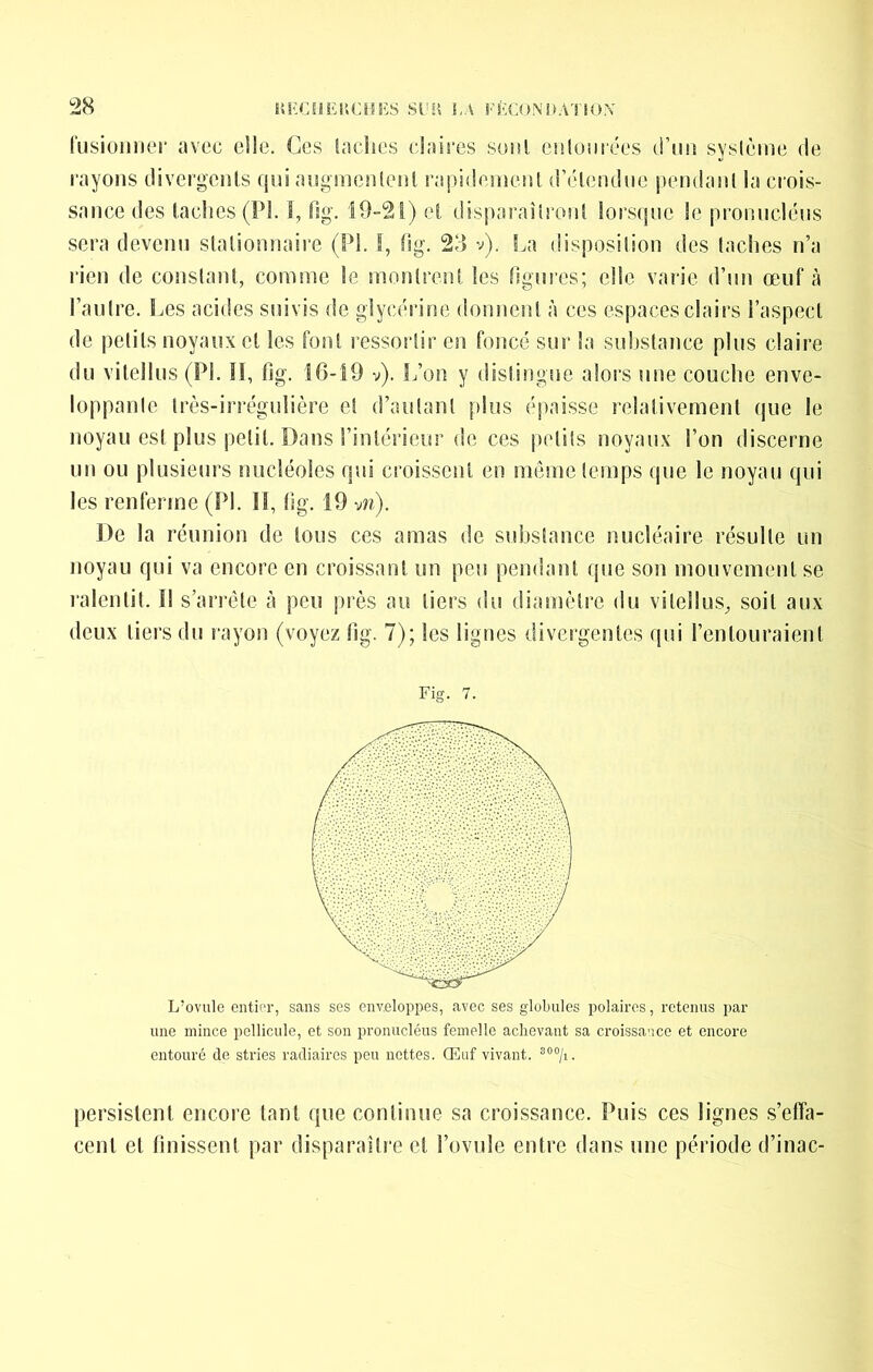 l'usioiiiier avec elle. Ces ladies claires sont enlomées d’im sysième de rayons divergents qui augmentent rapidement d’étendue pendant la crois- sance des taches (PI. 1, fsg. 19-21) et disparaîtront lorsijue le pronucléus sera devenu stationnaire (PI. f, fig. 23 v). La disposition des taches n’a rien de constant, comme le montrent les nguies; elle varie d’un œuf à l’antre. Les acides suivis de glycérine donnent à ces espaces clairs l’aspect de petits noyaux et les font ressortir en foncé sur la substance plus claire du vitellus (PI. îl, fig. 10-19 v). L’on y distingue alors une couche enve- loppante très-irrégulière et d’autant plus épaisse relativement que le noyau est plus petit. Dans l’intérieur de ces petits noyaux l’on discerne un ou plusieurs nucléoles qui croissent en même temps que le noyau qui les renferme (PI. Il, fig. 19 vw). De la réunion de tous ces amas de substance nucléaire résulte un noyau qui va encore en croissant un peu pendant que son mouvement se ralentit. Il s’arrête à peu près au tiers du diamètre du vitellus, soit aux deux tiers du rayon (voyez fig. 7); les lignes divergentes qui l’entouraient Fig. 7. L’ovule entier, sans ses enveloppes, avec ses globules polaires, retenus par une mince pellicule, et son pronucléus femelle achevant sa croissance et encore entouré de stries radiaires peu nettes. Œuf vivant. ®°°/i. persistent encore tant que continue sa croissance. Puis ces lignes s’effa- cent et finissent par disparaître et l’ovule entre dans une période d’inac-