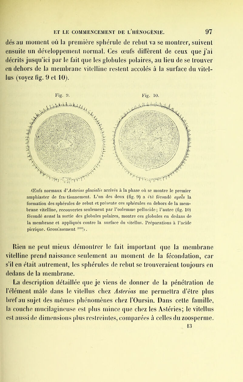 dés au moment où la première sphérule de rebut va se montrer, suivent ensuite un développement normal. Ces œufs diffèrent de ceux que j’ai décrits jusqu’ici par le fait que les globules polaires, au lieu de se trouver en dehors de la membrane vitelline restent accolés à la surface du vitel- lus (voyez fig. 9 et 10). Fig. y. Fig. 10. Œufs normaux à^Asterias glacialis arrivés à la phase où se montre le premier amphiaster île frai tionnement. L’un des deux (fig. 9) a été fécondé aprh la formation des sphérules de rebut et présente ces sphérules en dehors de la mem- brane vitelline, recouvertes seulement par l’oolemme pellucide ; l’autre (fig. 10) fécondé avant la sortie des globules polaires, montre ces globules en dedans de la membrane et appliqués contre la surface du vitellus. Préparations à l’acide picriqiie. Grossissement Rien ne peut mieux démontrer le fait important que la membrane vitelline prend naissance seulement au moment de la fécondation, car s’il en était autrement, les sphérules de rebut se trouveraient toujours en dedans de la membrane. La description détaillée que je viens de donner de la pénétration de l’élément male dans le vitellus chez Asterias me permettra d’être plus bref au sujet des mêmes phénomènes chez l’Oursin. Dans cette famille, la couche mucilagineuse est plus mince que chez les Astéries; le vitellus est aussi de dimensions plus restreintes, comparées à celles du zoosperme. 13