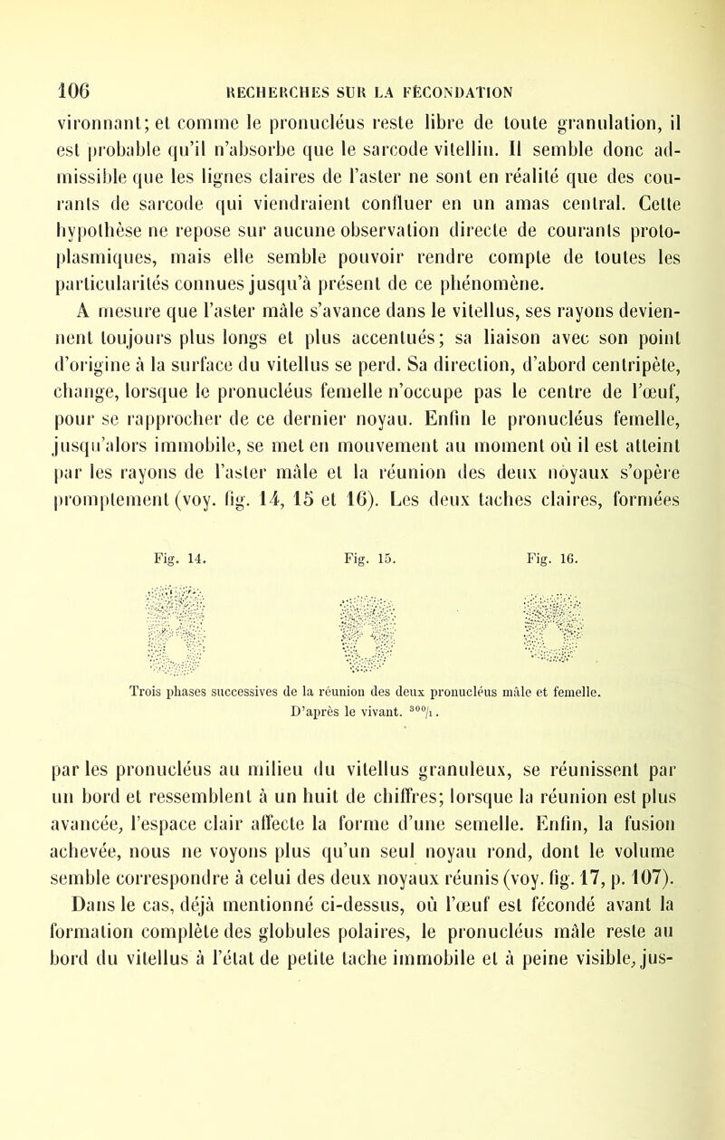 vironnanl;el comme le pronucléus reste libre de toute granulation, il est probable qu’il n’absorbe que le sarcode vitellin. Il semble donc ad- missible que les lignes claires de l’aster ne sont en réalité que des cou- rants de sarcode qui viendraient confluer en un amas central. Cette hypothèse ne repose sur aucune observation directe de courants proto- plasmiques, mais elle semble pouvoir rendre compte de toutes les particularités connues jusqu’à présent de ce phénomène. A mesure que l’aster mâle s’avance dans le vitellus, ses rayons devien- nent toujours plus longs et plus accentués; sa liaison avec son point d’origine à la surface du vitellus se perd. Sa direction, d’abord centripète, change, lorsque le pronucléus femelle n’occupe pas le centre de l’œuf, pour se rapprocher de ce dernier noyau. Enfin le pronucléus femelle, jusqu’alors immobile, se met en mouvement au moment où il est atteint par les rayons de l’aster mâle et la réunion des deux noyaux s’opère l)romptement (voy. fig. 14, 15 et 16). Les deux taches claires, formées Fig. 14. Fig. 15. Fig. 16. Trois phases successives de la réunion des deux pronucléus mâle et femelle. D’après le vivant. parles pronucléus au milieu du vitellus granuleux, se réunissent par un bord et ressemblent à un huit de chiffres; lorsque la réunion est plus avancée, l’espace clair affecte la forme d’une semelle. Enfin, la fusion achevée, nous ne voyons plus qu’un seul noyau rond, dont le volume semble correspondre à celui des deux noyaux réunis (voy. fig. 17, p. 107). Dans le cas, déjà mentionné ci-dessus, où l’œuf est fécondé avant la formation complète des globules polaires, le pronucléus mâle reste au bord du vitellus à l’état de petite tache immobile et à peine visible, jus-