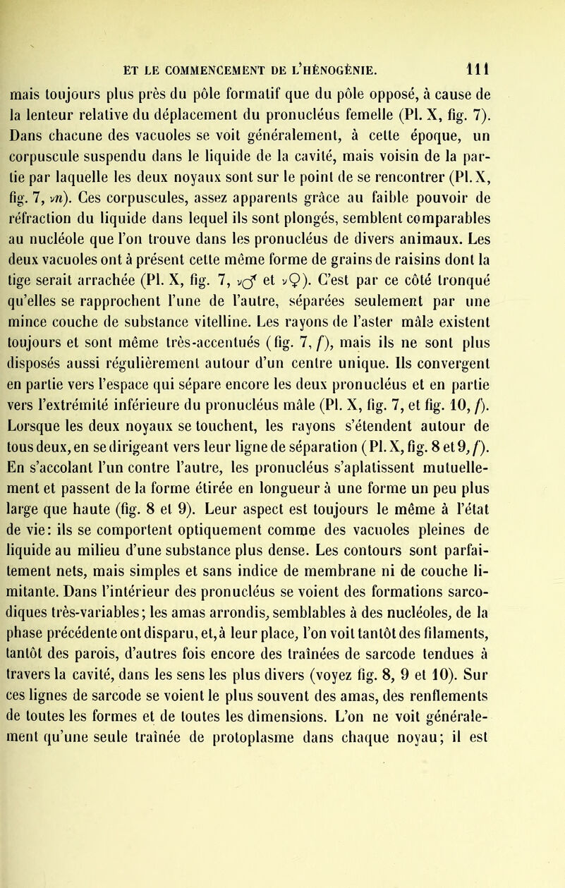 mais toujours plus près du pôle formatif que du pôle opposé, à cause de la lenteur relative du déplacement du pronucléus femelle (PI. X, fig. 7). Dans chacune des vacuoles se voit généralement, à cette époque, un corpuscule suspendu dans le liquide de la cavité, mais voisin de la par- tie par laquelle les deux noyaux sont sur le point de se rencontrer (Pl.X, fig. 7, vn). Ces corpuscules, assez apparents grâce au faible pouvoir de réfraction du liquide dans lequel ils sont plongés, semblent comparables au nucléole que l’on trouve dans les pronucléus de divers animaux. Les deux vacuoles ont à présent cette même forme de grains de raisins dont la tige serait arrachée (PI. X, fig. 7, vçf et y9)- C’est par ce côté tronqué qu’elles se rapprochent l’une de l’autre, séparées seulement par une mince couche de substance vitelline. Les rayons de l’aster mâle existent toujours et sont même très-accentués (fig. 7,/*), mais ils ne sont plus disposés aussi régulièrement autour d’un centre unique. Ils convergent en partie vers l’espace qui sépare encore les deux pronucléus et en partie vers l’extrémité inférieure du pronucléus mâle (PI. X, fig. 7, et fig. 10, /). Lorsque les deux noyaux se touchent, les rayons s’étendent autour de tous deux,en se dirigeant vers leur ligne de séparation (Pl.X, fig. 8 et9,/). En s’accolant l’un contre l’autre, les pronucléus s’aplatissent mutuelle- ment et passent de la forme étirée en longueur à une forme un peu plus large que haute (fig. 8 et 9). Leur aspect est toujours le même à l’état de vie: ils se comportent optiquement comme des vacuoles pleines de liquide au milieu d’une substance plus dense. Les contours sont parfai- tement nets, mais simples et sans indice de membrane ni de couche li- mitante. Dans l’intérieur des pronucléus se voient des formations sarco- diques très-variables; les amas arrondis, semblables â des nucléoles, de la phase précédente ont disparu, et,à leur place, l’on voit tantôt des filaments, tantôt des parois, d’autres fois encore des traînées de sarcode tendues â travers la cavité, dans les sens les plus divers (voyez fig. 8, 9 et 10). Sur ces lignes de sarcode se voient le plus souvent des amas, des renflements de toutes les formes et de toutes les dimensions. L’on ne voit générale- ment qu’une seule traînée de protoplasme dans chaque noyau; il est