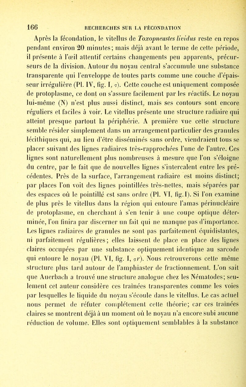 Après la fécondation, le vitellus de Toxopneusles lividus reste en repos pendant environ 20 minutes; mais déjtà avant le terme de celte période, il présente h l’œil attentif certains changements peu apparents, précur- seurs de la division. Autour du noyau central s’accumule une substance transparente qui l’enveloppe de toutes parts comme une couche d’épais- seur irrégulière (PI. IV, fig. I, 7). Cette couche est uniquement composée de protoplasme, ce dont on s’assure facilement par les réactifs. Le noyau lui -même (N) n’est plus aussi distinct, mais ses contours sont encore réguliers et faciles à voir. Le vitellus présente une structure radiaire qui atteint presque partout la périphérie. A première vue cette structure semble résider simplement dans un arrangement particulier des granules lécithiques qui, au lieu d’être disséminés sans ordre, viendraient tous se placer suivant des lignes radiaires très-rapprochées l’une de l’autre. Ces lignes sont naturellement plus nombreuses à mesure que l’on s’éloigne du centre, par le fait que de nouvelles lignes s’intercalent entre les pré- cédentes. Près de la surface, l’arrangement radiaire est moins distinct; par places l’on voit des lignes pointillées très-nettes, mais séparées par des espaces où le pointillé est sans ordre (PI. VI, fig. I). Si l’on examine de plus près le vitellus dans la région qui entoure l’amas périnucléaire de protoplasme, en cherchant à s’en tenir à une coupe optique déter- minée, l’on finira par discerner un fait qui ne manque pas d’importance. Les lignes radiaires de granules ne sont pas parfaitement équidistantes, ni parfaitement régulières; elles laissent de place en place des lignes claires occupées par une substance optiquement identique au sarcode qui entoure le noyau (PI. VI, fig. I, ar). Nous retrouverons cette même structure plus tard autour de l’amphiaster de fractionnement. L’on sait que Auerbach a trouvé une structure analogue chez les Nématodes; seu- lement cet auteur considère ces tramées transparentes comme les voies par lesquelles le liquide du noyau s’écoule dans le vitellus. Le cas actuel nous permet de réfuter complètement cette théorie; car ces traînées claires se montrent déjà à un moment où le noyau n’a encore subi aucune réduction de volume. Llles sont optiquement semblables à la substance