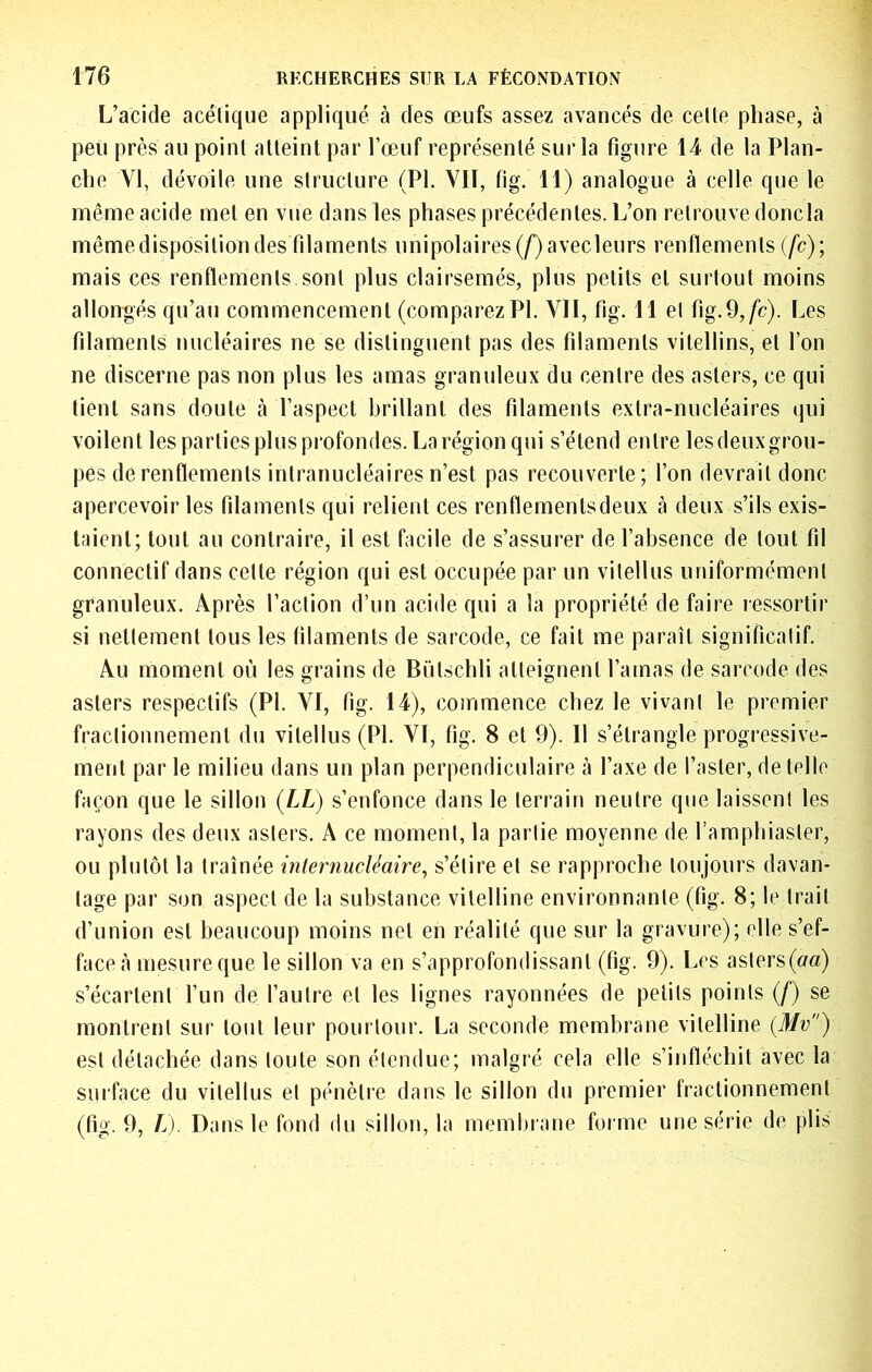 L’acide acétique appliqué à des œufs assez avancés de celle phase, à peu près au point atteint par l’œuf représenté sur la figure 14 de la Plan- che VI, dévoile une structure (PI. VIT, fig. 11) analogue à celle que le même acide met en vue dans les phases précédentes. L’on retrouve doncla même disposition des filaments unipolaires (/)avecleurs renflements (fc); mais ces renflements sont plus clairsemés, plus petits et surtout moins allongés qu’au commencement (comparez PI. VII, fig. 11 et fig.9,/c). Les filaments nucléaires ne se distinguent pas des filaments vitellins, et l’on ne discerne pas non plus les amas granuleux du centre des asters, ce qui tient sans doute cà l’aspect brillant des filaments extra-nucléaires qui voilent les parties plus profondes. La région qui s’étend entre lesdeuxgrou- pes de renflements inlranucléaires n’est pas recouverte; l’on devrait donc apercevoir les filaments qui relient ces renflementsdeux à deux s’ils exis- taient; tout au contraire, il est facile de s’assurer de l’absence de tout fil connectif dans celle région qui est occupée par un vilellus uniformément granuleux. Après l’action d’un acide qui a la propriété de faire ressortir si nettement tous les filaments de sar’code, ce fait me paraît significatif. Au moment où les grains de Bütschli alleignenl l’amas de saiTode des asters respectifs (PI. VI, fig. 14), commence chez le vivant le premier fractionnement du vitellus (PI. VI, fig. 8 et 9). Il s’étrangle progressive- ment par le milieu dans un plan perpendiculaire à l’axe de l’aster, de telle façon que le sillon (LL) s’enfonce dans le terrain neutre que laissent les rayons des deux aslei’s. A ce moment, la partie moyenne de ramphiaslei, ou plutôt la traînée inlernucléaire, s’étire et se rappi’oche toujours davan- tage par son aspect de la substance vitelline environnante (fig. 8; le trait d’union est beaucoup moins net en réalité que sur la gravure); elle s’ef- face à mesure que le sillon va en s’approfondissant (fig. 9). Les asters(»«) s’écartent l’un de l’autre et les lignes rayonnées de petits points (f) se montrent sur tout leur pourtour. La seconde membrane vitelline (Mv) est détachée dans toute son étendue; malgré cela elle s’infléchit avec la surface du vilellus et pénètre dans le sillon du premier fractionnement (fig. 9, />), Dans le fond du sillon, la membiane foi me une série de plis