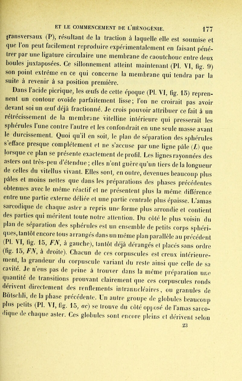 transversaux (P), résultant de la traction à laquelle elle est soumise et que l’on peut facilement reproduire expérimentalement en faisant péné- trer par une ligature circulaire une membrane de caoutchouc entre deux boules juxtaposées. Ce sillonnement atteint maintenant (PI. VI, fig. 9) son point extrême en ce qui concerne la membrane qui tendra j:»ar la suite à revenir à sa position première. Dans l’acide picrique, les œufs de cette époque (PI. VI, %. 15} repren- nent un contour ovoïde parfaitement lisse; l’on ne croirait pas avoir devant soi un œuf déjà fractionné. Je crois pouvoir attribuer ce fait à un rétrécissement de la membrane vitelline intérieure qui presserait les sphérules 1 une contre l’autre et les confondrait en une seule masse avant le durcissement. Quoi qu’il en soit, le plan de séparation des sphérules s’efface presque complètement et ne s’accuse par une ligne pâle (Z) que lorsque ce plan se présente exactement de profil. Les lignes rayonnées des asters ont très-peu d’étendue; elles n’ont guère qu’un tiers de la longueur de celles du vitellus vivant. Elles sont, en outre, devenues beaucoup plus pâles et moins nettes que dans les préparations des phases précédentes obtenues avec le même réactif et ne présentent plus la même différence entre une partie externe déliée et une partie centrale plus épaisse. L’amas sarcodique de chaque aster a repris une forme plus arrondie et contient des parties qui méritent toute notre attention. Du côté le plus voisin du plan de séparation des sphérules est un ensemble de petits corps sphéri- ques, tan tôt encore tous arrangés dans un même plan parallèle au précédent (PI. VI, fig. 15, FN, à gauche), tantôt déjà dérangés et placés sans ordre (fig. 15, FJ\, à droite). Chacun de ces corpuscules est creux intérieure- ment, la grandeur du corpuscule variant du reste ainsi que celle de sa cavité. Je n’eus pas de peine à trouver dans la même préparation une quantité de transitions prouvant clairement que ces corpuscules ronds dérivent directement des renflements intranucléaires, ou granules de Bülschli, de la phase précédente. Un autre groupe de globules beaucoup plus petits (PI. VI, fig. 15, ac) se trouve du côté opposé de l’amas saico- dique de chaque aster. Ces globules sont encore pleins et dérivent selon 23