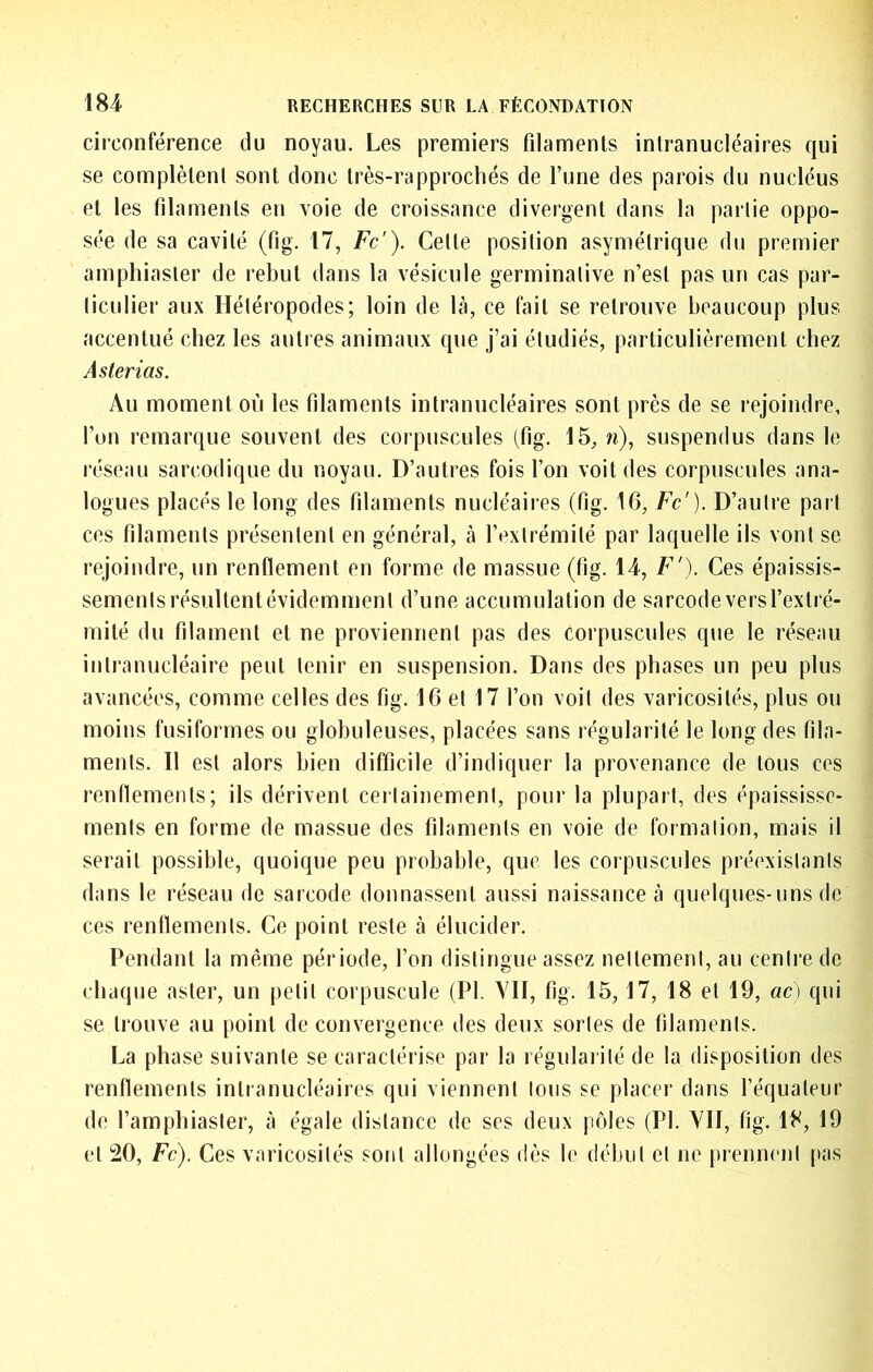 circonférence du noyau. Les premiers filaments inlranucléaires qui se complètent sont donc très-rapprochés de l’une des parois du nucléus et les filaments en voie de croissance divergent dans la partie oppo- sée de sa cavité (fig. 17, Fc'). Cette position asymétrique du premier amphiasier de rebut dans la vésicule germinative n’est pas un cas par- ticulier aux Hétéropodes; loin de là, ce fait se retrouve beaucoup plus accentué chez les autres animaux que j’ai étudiés, particulièrement chez Asterias. Au moment où les filaments intranucléaires sont près de se rejoindre, l’on remarque souvent des corpuscules (fig. 15, n), suspendus dans le réseau sarcodique du noyau. D’autres fois l’on voit des corpuscules ana- logues placés le long des filaments nucléaires (fig. 16, Fc'). D’autre part ces filaments présentent en général, à l’extrémité par laquelle ils vont se rejoindre, un renflement en forme de massue (fig. 14, F'). Ces épaissis- sements résultent évidemment d’une accumulation de sarcode vers l’extré- mité du filament et ne proviennent pas des corpuscules que le réseau intranucléaire peut tenir en suspension. Dans des phases un peu plus avancées, comme celles des fig. 16 et 17 l’on voit des varicosités, plus ou moins fusiformes ou globuleuses, placées sans régularité le long des fila- ments. Il est alors bien difficile d’indiquer la provenance de tous ces renflements; ils dérivent certainement, pour la plupart, des épaississe- ments en forme de massue des filaments en voie de formation, mais il serait possible, quoique peu probable, que les corpuscules préexistants dans le réseau de sarcode donnassent aussi naissance à quelques-uns de ces renflements. Ce point reste à élucider. Pendant la même période, l’on distingue assez nettement, au centre de chaque aster, un petit corpuscule (PI. YII, fig. 15,17, 18 et 19, ao qui se trouve au point de convergence des deux sortes de filaments. La phase suivante se caractérise par la régularité de la disposition des renflements intranucléaires qui viennent Ions se placer dans l’équateur de l’amphiaster, à égale distance de ses deux pôles (PI. YII, fig. 18, 19 et 20, Fc). Ces varicosités sont allongées dès le début et ne prennent pas