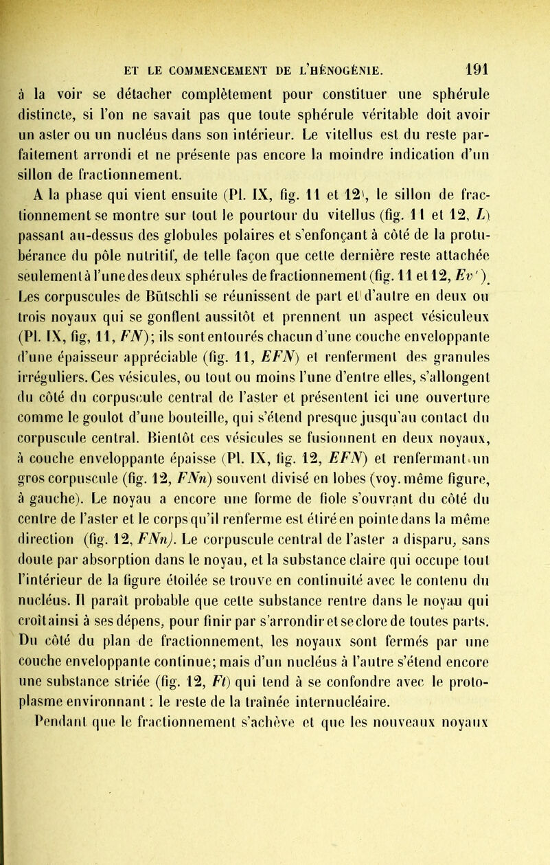 à la voir se détacher complètement pour constituer une sphérule distincte, si l’on ne savait pas que toute sphérule véritable doit avoir un aster ou un nucléus dans son intérieur. Le vitellus est du reste par- faitement arrondi et ne présente pas encore la moindre indication d’un sillon de fractionnement. A la phase qui vient ensuite (PI. IX, fig. 11 et 12', le sillon de frac- tionnement se montre sur tout le pourtour du vitellus (fig. 11 et 12, L), passant au-dessus des globules polaires et s’enfonçant à côté de la protu- bérance du pôle nutritif, de telle façon que cette dernière reste attachée seulementà Tunedesdeux sphérules de fractionnement (fig. 11 et 12, Ev')^ Les corpuscules de Bütschli se réunissent de part et'd’autre en deux ou trois noyaux qui se gonflent aussitôt et prennent un aspect vésiculeux (PI. IX, fig, 11, EN); ils sont entourés chacun d’une couche enveloppante d’une épaisseur appréciable (fig. 11, EFN) et renferment des granules irréguliers. Ces vésicules, ou tout ou moins l’une d’entre elles, s’allongent du côté du corpuscmle central de l’aster et présentent ici une ouverture comme le goulot d’uue bouteille, qui s’étend presque jusqu’au contact du corpuscule central. Bientôt ces vésicules se fusionnent en deux noyaux, à couche enveloppante épaisse (PI. IX, fig. 12, EFN) et renfermant»un gros corpuscule (fig. 12, FNn) souvent divisé en lobes (voy. même figure, à gauche). Le noyau a encore une forme de fiole s’ouvrant du côté du centre de l’aster et le corps qu’il renferme est étiré en pointe dans la même direction (fig. 12, FNn). Le corpuscule central de l’aster a disparu, sans doute par absorption dans le noyau, et la substance claire qui occupe tout l’intérieur de la figure étoilée se trouve en continuité avec le contenu du nucléus. 11 paraît probable que cette substance rentre dans le noyau qui croîtainsi à ses dépens, pour finir par s’arrondiretseclorede toutes parts. Du côté du plan de fractionnement, les noyaux sont fermés par une couche enveloppante continue; mais d’un nucléus à l’autre s’étend encore une substance striée (fig. 12, Et) qui tend à se confondre avec le proto- plasme environnant : le reste de la traînée internucléaire. Pendant que le fractionnement s’achève et que les nouveaux noyaux