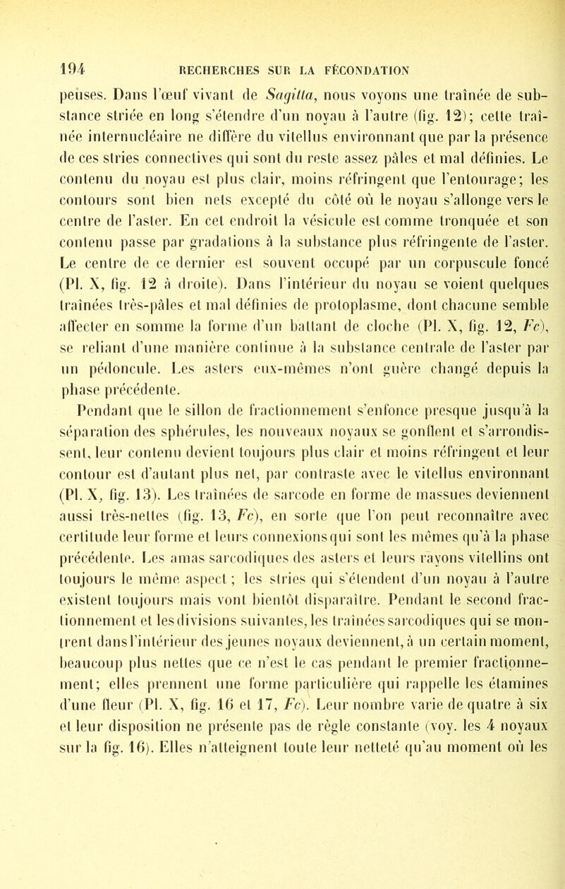 peùses. Dans l’œnf vivant de Sagitla, nous voyons une traînée de sub- stance striée en long s’étendre d’un noyau à l’autre (tig. 12); cette traî- née internncléaire ne diffère du vitellus environnant que parla présence de ces stries connectives qui sont du reste assez pâles et mal définies. Le contenu du noyau est plus clair, moins réfringent que l’entourage; les contours sont bien nets excepté du côté où le noyau s’allonge vers le centre de l’aster. En cet endroit la vésicule est comme tronquée et son contenu passe par gradations à la substance pins réfringente de l’aster. Le centre de ce dernier est souvent occupé par un corpuscule foncé (PI. X, fig. 12 à droite). Dans l’intérieur du noyau se voient quelques traînées tiès-|)âles et mal définies de protoplasme, dont chacune semble afiecter en somme la forme d’un battant de cloche (PI. X, fig. 12, Fc), se reliant d’nne manière continue à la substance centrale de l’aster par un pédoncule. Les asters eux-mêmes n’ont guère changé depuis la phase pi‘écédente. Pendant que le sillon de fractionnement s’enfonce presque jusqu’à la séparation des spbérules, les nouveaux noyaux se gonlïent et s’arrondis- sent, leur contenu devient toujours plus clair et moins réfringent et leur contour est d’autant plus net, par contraste avec le vitellus environnant (Pi.x, n g. 13). Les traînées de sarcode en forme de massues deviennent aussi très-nettes (fig. 13, Fc), en sorte que l’on peut reconnaître avec certitude leur forme et leurs connexions qui sont les mêmes qu’à la phase précédente. Les amas sai codiquos des asters et leurs rayons vitellins ont toujours le même aspect; les stries qui s’étendent d’un noyau à l’autre existent toujours mais vont bientôt disparaître. Pendant le second frac- tionnement et les divisions suivantes, les traînées sarcodiques qui se mon- trent dansl’intérieur des jeunes noyaux deviennent,à un certain moment, beaucoup plus nettes que ce n’est le cas pendant le premier fractionne- ment; elles prennent une forme particulière qui rappelle les étamines d’une tleur (PI. X, fig. 16 et 17, Fc). Leur nombre varie de quatre à six et leur disposition ne présente pas de règle constante (voy. les 4 noyaux sur la fig. 16). Elles n’atteignent toute leur netteté qu’au moment où les