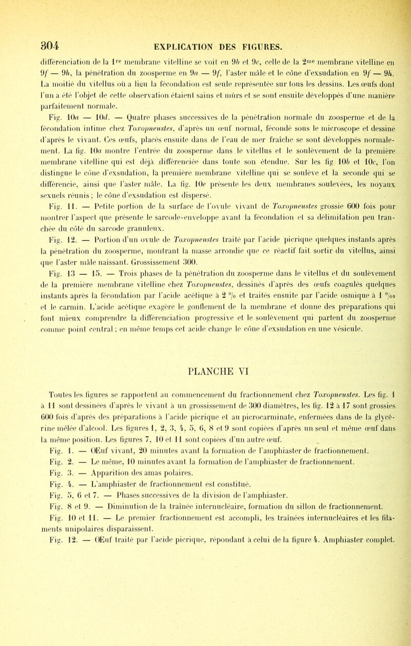 diflerpiiciatioii de la l'<^ meiidjrane vitelline se voit en 9b et 9c, celle de la 2'e membrane vitelline en 9/'— 9/i, la pénélration du zoosperme en 9a — 9/', l’aster mâle et le cône d’exsudation en 9/'— 9/». La moitié du vitellus uii a lieu la lécondation est seule représentée sur tous les dessins. Les œufs dont l'un a été l'olijel de cette observation étaient sains et mûrs et se sont ensuite développés d’une manière parfaitement normale. Fig. lOu — lOd. — Quatre jdiases successives de la pénéli'ation normale du zoosperme et de la fécondation intime chez To.roimeustes, d’après un (eiif normal, fécondé sous le nncroscope et dessiné tl’après le vivant. Ges (eufs, placés ensuite dans de l’eau de mer fraîche se sont développés normale- menl. La tig. lOu monire l’entrée du zoosperme dans le vitellus et le soulèvement de la première membrane vitelline cpii est déjà ditférenciée dans toute son étendue. Sur les lig 10/; et 10c, l’on distingue le cône d’exsudation, la première membrane vitelline qui se soulève et la seconde qui se dilférencie, ainsi que l’aster mfde. La lîg. 10c présente les deux membranes soulevées, les noyaux sexuels réunis ; le cône d’exsudation esl disper.sé. Fig. 11. — Petite portion de la surface de l’ovule vivant de Toxopneiiftles grossie 600 fois pour montrer l’asjiect (pie présente le sarcode-envebqipe avant la fécondalion el sa délimitation peu tran- chée du côté du sarcode granuleux. Pig. 12. — Portion d’un ovule de To.rüpneustes traité par l’acide picrique (juelques instants après la pénétration du zoosperme, montrant la niasse ai'rondie ipie ce réactif fait sortir du vitellus, ainsi que l’aster mâle naissant. Grossissement .'100. Fig. 19 — 15. — Trois pliases de la pénétration du zoosperme dans le vitellus et du soulèvement de la première membrane vitelline chez Toæopneiistex, dessinés d’après des œufs coagulés quelques instants après la fécondation par l’acide acétiipie à 2 “/o et traités ensuite par l’acide osmique à 1 “/oo et le carmin. L’acide acétique exagère le gonllement de la memlirane et donne des préparations qui font mieux comprendre la ditférenciation progressive el le soulèvement qui partent du zoosperme comme jioinl ceiilral ; en même tenqis cet acide change le cône d’exsudation en une vésicule. PLANCHE VI Toutes les ligures se rappoi tenl au commencement du fractionnement chez Toxopneustes. Les fig. 1 à 11 .sont dessinées d’a])rès le vivant à un grossissement de 900 diamètres, les lig. 12 à 17 sont grossies 600 fois d’après des |iréparalions à l’acide picrique el au picrocarminate, enfermées dans de la glycé- rine mêlée d’alcool. Les ligures 1, 2, 9, 4. 5, 6, 8 et 9 sont copiées d’ajirès un seul et même œuf dans la même position. Les figures 7, 10 et 11 sont copiées d’un autre (euf. Fig. 1. — OEuf vivant, 20 minutes avant la fi;rmalion de l’amplnaster de fractionnement. Fig. 2. — Le même, 10 minutes avant la formation de l’amphiaster de fractionnement. Fig. 9. — Apparition des amas polaires. Fig. 4. — L’amphiaster de fractionnemenl est constitué. Fig. 5, 6 et 7. — Phases successives de la division de l’amphiaster. Fig. 8 et 9. — Diminution île la Iraînée internucléaire, formation du sillon de fractionnement. Fig. 10 et 11. — Le premier fractionnement est accompli, les traînées internucléaires et les fila- ments unipolaires disparaissent. Fig. 12. — OEuf traité par l’acide picrique, répondant à celui de la ligure 4. Amphiaster complet.