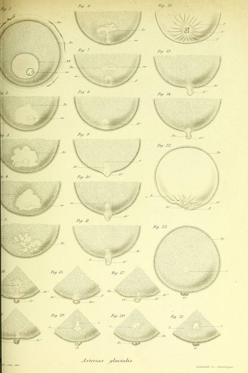 »« ^.steriiris a la. ci ci Iis . ot cam,. t'ittt-. XoT?en<7aZ J'C-. (bpen7ia<fUt