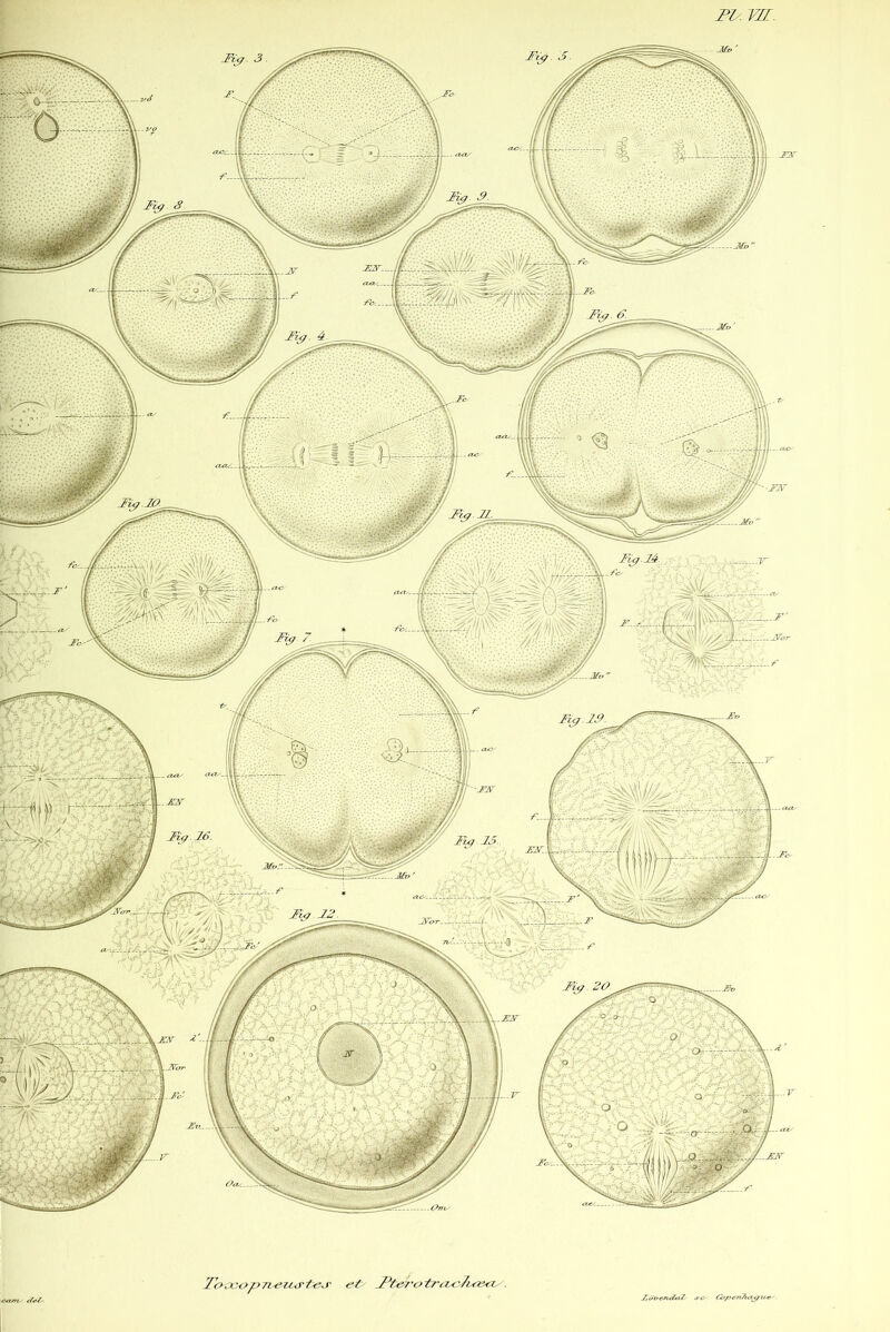 Toæ<jp7i.euATt^j' et FteTatr'ii^Jœ&a^ . >cn^i <iel F.oK>cnÂ*t7 G:>pc7i7iet^zc«- ■