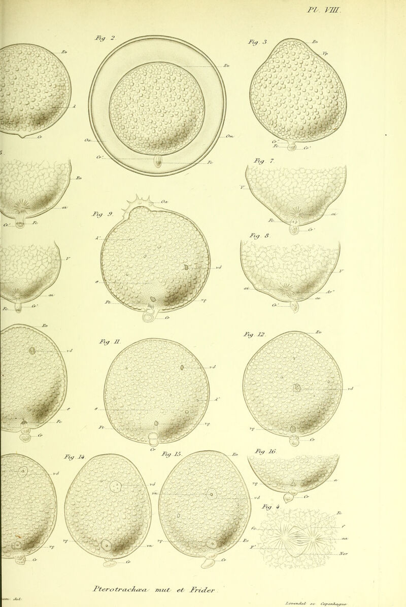 -, 1^ , /) J -’ .’J O, Mf.iiïFkêti \^rj ; r^ ^ ri Ft€-rotrcuc7uii<z 7/nit^ e-t Fr-idej' <tnv cleZ' FoT?e7V<i<xZ Foperi7it^i