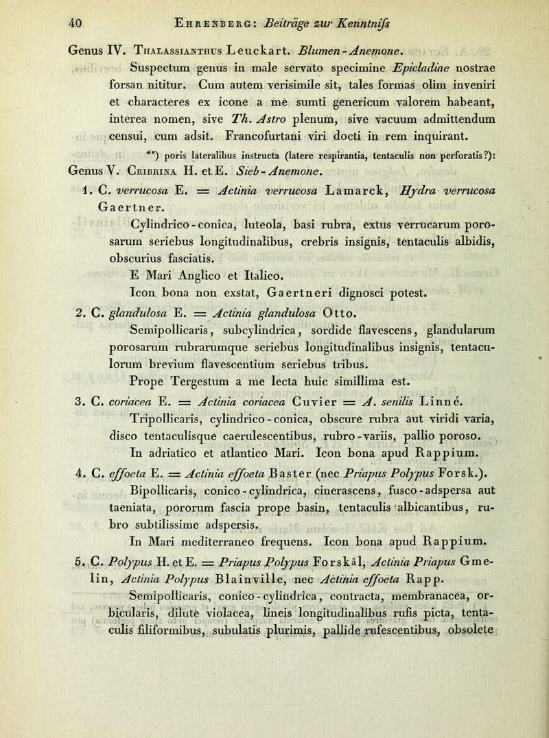 Genus IV. Thaeassianthus Leuckart. Blumen-Anemone. Suspectum genus in male servato specimine Epicladiae nostrae forsan nititur. Gum autem verisimile sit, tales formas olim inveniri et characteres ex icone a me sumti genericum valorem habeant, interea nomen, sive J'h. Astro plenum, sive vacuum admittendum censui, cum adsit. Francofurtani viri docti in rem inquirant. porls lateralibus instructa (latere respirantla, tentaculls non perforatls?): Genus V. Cribrina H. etE. Sieb-Anemone. 1. G. verrucosa E. = Actinia verrucosa Lamarck, Hydra verrucosa Gaertner. Gjlindrico - conica, luteola, basi rubra, extus verrucarum poro- sarum seriebus longitudinalibus, crebris insignis, tentaculis albidis, obscurius fasciatis. E Mari Anglico et Italico. Icon bona non exstat, Gaertneri dignosci potest. 2. G. glaiidulosa E. = Actinia glandulosa Otto. Semipollicaris, subcylindrica, sordide flavescens, glandularum porosarum rubrarumque seriebus longitudinalibus insignis, tentacu- lorum brevium flavescentium seriebus tribus. Prope Tergestum a me lecta buic simillima est. 3. G. coriacea E. = Actinia coriacea Guvier = A. senilis Linne. Tripollicaris, cylindrico-conica, obscure rubra aut yiridi varia, disco tentaculisque caerulescentibus, rubro-variis, pallio poroso. In adriatico et atlantico Mari. Icon bona apud Rappium. 4. G. effoeta E. = Actinia effoeta Raster (nec Priapus Polypus Forsk.). Bipollicaris, conico - cylindrica, cinerascens, fusco-adspersa aut taeniata, pororum fascia prope basin, tentaculis albicantibus, ru- bro subtilissime adspersis. In Mari mediterraneo frequens. Icon bona apud Rappium. 5,,G. Polypus H. etE. = Priapus Polypus Forskäl, Actinia Priapus Gme- lin, Actinia Polypus Blainville, nec Actinia effoeta Rapp. Semipollicaris, conico-cylindrica, contra cta, membranacea, or- bi,cularis, 'diliite violacea, bneis longitudinalibus rufis picta, tenta- culis iiliformibus, subulatis plurimis, pallide rufescentibus, obsolete
