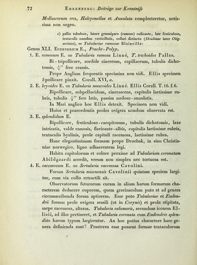 Molluscorum ova, Halcyonellas et Anniilata complecteretur, notis- sima non urgeo. c) pallio tubuloso, latere gemmiparo (ramoso) radicante, late fruticuloso, tentaculis Omnibus yerticillatls, collarl dlstlncto (^Oculinae inter Olig- actinia), = Tubulariae ramosae Blainville: Genus XLI. Eudendrium E., Pracht-Polyp,~ 1. E. ramosumYi. = Tuhularia ramosa Linne, T.trichoides Pallas. Bi - tripollicare, sordide cinereum, capillaceum, tubulis dicbo- tomis, fere crassis. Prope Angliani frequentis specimina non vidi. Ellis specimen 5pollicare pinxit. Corall. XVI, a. 2. E. hrjoides E. = Tuhularia muscoides Linne. Ellis Corall. T. 16. f. 6. Bipollicare, subpelluciduin, cinerascens, capitulis laetissime ru- bris, tubulis fere latis, passim nodoso - annulatis. In Mari anglico hoc Ellis detexit. Specimen non vidi. Huius et praecedentis proles ovigera nondum observata est. 3. E. splendidum E. Bipollicare, fruticuloso - caespitosum, tubulis dichotomis, laxe intricatis, valde ramosis, flavicante-albis, capitulis laetissime rubris, tentaculis hjalinis, prole capituli racemosa, laetissime rubra. Hane elegantissirnam formam prope Droebak, in sinu Christia- niae norwegico, ligno adhaerentem legi. Habitu capitulorum et colore proxime ad Tuhulariam eoronatam Abildgaardi accedit, verum non simplex nec tortuosa est. 4. E. racemosiim E. = Sertalaria racemosa Cavolini. Forsan Sertularia misenensis Cavolinii quintam speciem largi- tur, cum vix collo retractili sit. Observatorum futurorum curam in alium harum formarum cha- racterem deducere cuperem, quem graviusculum puto et ad genera circumscribenda forsan aptiorem. Esse puto Tubulariae et Euden- drii formas prole ovigera sessili (ut in Corynis) et prole stipitata, saepe racemosa, alteras. Tuhularia calamaris^ secundum iconem El- lisii, ad illas pertineret, et Tuhularia coronata cwm Eudendrio splen- dido harum tjpum largirentur. An hoc potius charactere haec ge- nera definienda sunt? Praeterea esse possent formae tentaculorum
