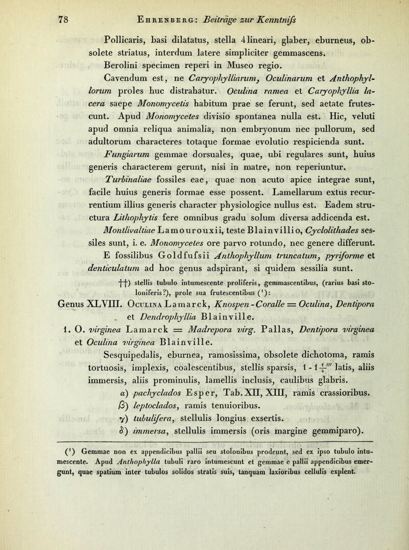 Pollicaris, basi dilatatus, stella 41ineari, glaber, eburneus, ob- solete striatus, interdum latere simpliciter gemmascens. Berolini specimen reperi in Museo regio. Cavendum est, ne Caryophylliarunij Oculinarum et Anthophyl- lorum proles huc distrabatur. Oculina ramea et Caryophyllia la~ cera saepe Monomycelis babitum prae se ferunt, sed aetate frutes- cunt. Apud Monomycetes divisio spontanea nulla est. Hic, veluti apud omnia reliqua animalia, non embrjonum nee pullorum, sed adultorum cbaracteres totaque formae evolutio respicienda sunt. Fungiarum gemmae dorsuales, quae, ubi reguläres sunt, buius generis cbaracterem gerunt, nisi in matre, non reperiuntur, Turhinaliae fossiles eae, quae non acuto apice integrae sunt, facile buius generis formae esse possent. Lamellarum extus recur- rentium illius generis cbaracter pbysiologice nullus est. Eadem stru- ctura Lithophytis fere omnibus gradu solum diversa addicenda est. Montlivaltiae Lamourouxii, teste Blainvillio, Cyclolithades ses- siles sunt, i. e. Monomycetes ore parvo rotundo, nec genere differunt. E fossilibus Goldfufsii Anthopliyllum truncatumj pyriforme et denticulatum ad boc genus adspirant, si quidem sessilia sunt. *}”[•) stellls tubulo intumescente proliferis, gemmascentlbus, (rarius basi sto- loniferls?), prole sua frutescentibus (*): Genus XL VIII. Oculina La mar ck, Knospen - Coralle — Oculina, Dentipora et DendropJiyllia Blainville. 1.0. virginea Lamarck = Madrepora virg. Pallas, Dentipora virginea et Oculina virginea Blainville. Sesquipedalis, eburnea, ramosissima, obsolete dicbotoma, ramis tortuosis, implexis, coalescentibus, stellis sparsis, 1 - latis, aliis immersis, aliis prominulis, lamellis inclusis, caulibus glabris. a) pachyclados Esper, Tab. XII, XIII, ramis crassioribus. ß) leptoclados, ramis tenuioribus. •y) tubulifera, stellulis longius exsertis. immersa, stellulis immersis (oris margine gemmiparo). (*) Gemmae non ex appendicibus pallü seu stolonibus prodeunt, sed ex ipso tubulo intu- mescente. Apud Anthophylla tubuli raro intumescunt et gemmae e pallli appendicibus emer- gunt, quae spatium inter tubulos solidos stratis suis, tanquam laxioribus cellulis explent.