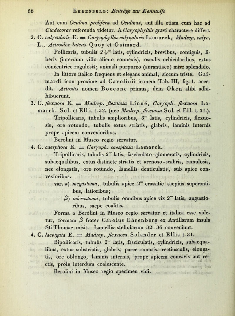 Aut cum Oculina prolifera ad Oculinas, aut illa etiam cum hac ad Cladocoras referenda videtur. A Carjophylliis gravi charactere differt. 2. G. calycularis E. = Carjophyllia Lamarck, Madrep. calyc, L., Aslroides luleus Quoy et Gaimard. Pollicaris, tubulis 2-4-' latis, cylindricis, brevibus, contiguis, li- beris (interdum villo alieno connexis), osculis orbicularibus, extus concentrice rugulosig; animali purpureo (aurantiaco) mire splendido. In littore italico frequens et elegans animal, siccum triste. Gai- mardi icon proxime ad Cavolinii iconem Tab. III, fig. 1. acce- dit. Aslroilis nomen Boccone primus, dein Oken alibi adhi- bibuerunt. 3. C.ßexuosa E. = Madrep. ßexuosa Linne, Caryoph. ßexuosa La- marck. Sol. et Ellis t.32. (nec Madrep.ßexuosa Sol. et Eli. t.31.). Tripollicaris, tubulis amplioribus, 3' latis, cylindricis, flexuo- sis, ore rotundo, tubulis extus striatis, glabris, laminis internis prope apicem convexioribus. Berolini in Museo regio servatur. 4. C. caespitosa E. = Caryoph. caespitosa Lamarck. Tripollicaris, tubulis 2' latis, fasciculato - glomeratis, cylindricis, subaequalibus, extus distincte striatis et arenoso-scabris, ramulosis, nec elongatis, ore rotundo, lamellis denticulatis, sub apice con- vexioribus. var. a) megastoma^ tubulis apice 2' crassitie saepius superanti- bus, latioribus; ß) rnicrostoma^ tubulis Omnibus apice vix 2' latis, angustio- ribus, saepe coalitis. Forma a Berolini in Museo regio servatur et italica esse vide- tur, formam ß frater Carolus Ehrenberg ex Antillarum insula Sti Thomae misit. Lamellis stellularum 32-36 conveniunt. 4. C. laevigata E. = Madrep. ßexuosa Solander et Ellis t. 31. Bipollicaris, tubulis 2' latis, fasciculatis, cylindricis, subaequa- libus, extus substriatis, glabris, parce ramosis, rectiusculis, elonga- tis, ore oblongo, laminis internis, prope apicem concavis aut re- ctis, prole interdum coalescente. Berolini in Museo regio specimen vidi.