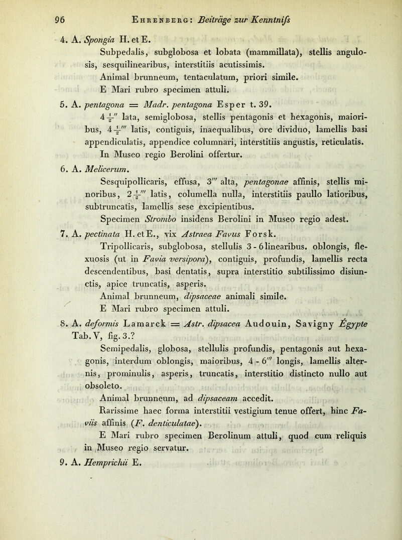4. A. Spongia H, et E. Subpedalis, subglobosa et lobata (mammillata), stellis angulo- sis, sesquilinearibus, interstitiis acutissimis. Animal brunneum, tentaculatum, priori simile. E Mari rubro specimen attuli. 6. A. pentagona = Madr. pentagona Espert. 39. lata, semiglobosa, stellis pentagonis et bexagonis, maiori- bus, latis, contiguis, inaequalibus, ore dividuo, lamellis basi appendiculatis, appendice columnari, interstitiis angustis, reticulatis. In Museo regio Berolini offertur. 6. A. Melicerum. Sesquipollicaris, effusa, 3' alta, pentagonae affinis, stellis mi- noribus, latis, columella nulla, interstitiis paullo latioribus, subtruncatis, lamellis sese excipientibus. Specimen Stroniho insidens Berolini in Museo regio adest. 7. K. pectinata H. etE., vix Astraea Favus Forsk. Tripollicaris, subglobosa, stellulis 3 - ölinearibus. oblongis, fle- xuosis (ut in Favia versiporä)^ contiguis, profundis, lamellis recta descendentibus, basi dentatis, supra interstitio subtilissimo disiun- ctis, apice truncatis, asperis. Animal brunneum, dipsaceae animali simile. E Mari rubro specimen attuli. 8. A. deformis Lamarck = Astr. dipsacea Audouin, Savignj J^gjpte Tab.V, fig.3.? Semipedalis, globosa, stellulis profundis, pentagonis aut bexa- gonis, interdum oblongis, maioribus, 4 - 6^ longis, lamellis alter- nis, prominulis, asperis, truncatis, interstitio distincto nullo aut obsoieto. Animal brunneum, ad dipsaceam accedit. Rarissime ha ec forma interstitii vestigium tenue offert, hinc Fa~ , viis affinis (i^. denticulatae), > E Mari rubro specimen Berolinum attuli, quod cum reliquis in Museo regio servatur. 9. A. Hemprichii E.
