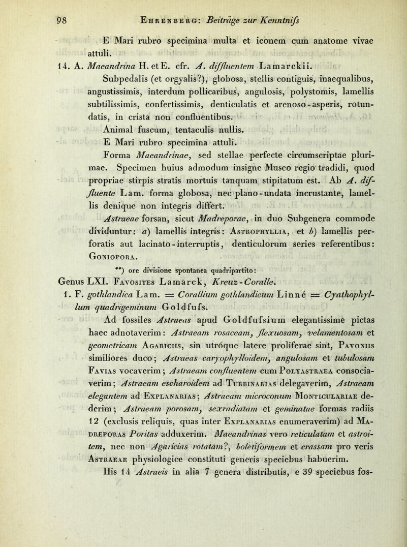 E Mari rubro specimina multa et iconem cum anatome yivae attuli. 14. A. Maeandrina H. etE. cfr. A, diffluentem Lamarckii. Subpedalis (et orgjalis?), globosa, stellis contiguis, inaequalibus, angustissimis, interdum pollicaribus, angulosis, polystomis, lamellis subtilissimis, confertissimis, denticulatis et arenoso-asperis, rotun- datis, in crista non confluentibus. i v Animal fuscum, tentaculis nullis. E Mari rubro specimina attuli. Forma Maeandrinae, sed stellae perfecte circumscriptae pluri- mae. Specimen huius admodum insigne Museo regio' tradidi, quod propriae stirpis stratis mortuis tanquam stipitatum est. Ab A. dif- fluente Lam. forma globosa, nee plano-undata incrustante, lamel- lis denique non integris differt. Astraeae forsan, sicut Madreporae, in duo Subgenera commode dividuntur: a) lamellis integris: Astrophyllia, et b) lamellis per- foratis aut lacinato - interruptis, denticulorum series referentibus: Goniopora. ore divislone ispontanea quadripartito: Genus LXI. Favosites Lamarck, Kreuz-Coralle. 1. F. gothlandica Lam. = CoralUum golhlandicum Linne = Cyaihoplijl- lum cjuadrigeminum Goldfufs. Ad fossiles Aslraeas apud Goldfufsium elegantissime pictas haec adnotaverim: Astraeam i'osaceam^ flexuosanij velamentosam et geometricam Agartciis, sin utröqne latere proliferae sint, Pavoniis similiores duco; Aslraeas caryophjUoidemj angulosam et tubulosam Favias vocaverim; Astraeam conßuentem cum Pöltastraea consocia- verim; Astraeam escharoidem ad Turbinarias delegaverim, Astraeam elegantem ad Explanarias ; Astraeam microconum Monticulariae de- derim; Astraeam porosanij sexradialam et geminatae formas radiis 12 (exclusis reliquis, quas inter Explanarias enumeraverim) ad Ma- DREPORAS Porilas adduxerim. Maeandrinas vero reticulatam et aslroi- tem, nee non Agaricias rotatam'l^ boletiformem et crassam pro veris Astraeae physiologice constituti generis speciebus habuerim. His 14 Aslraeis in alia 7 genera distributis, e 39 speciebus fos-