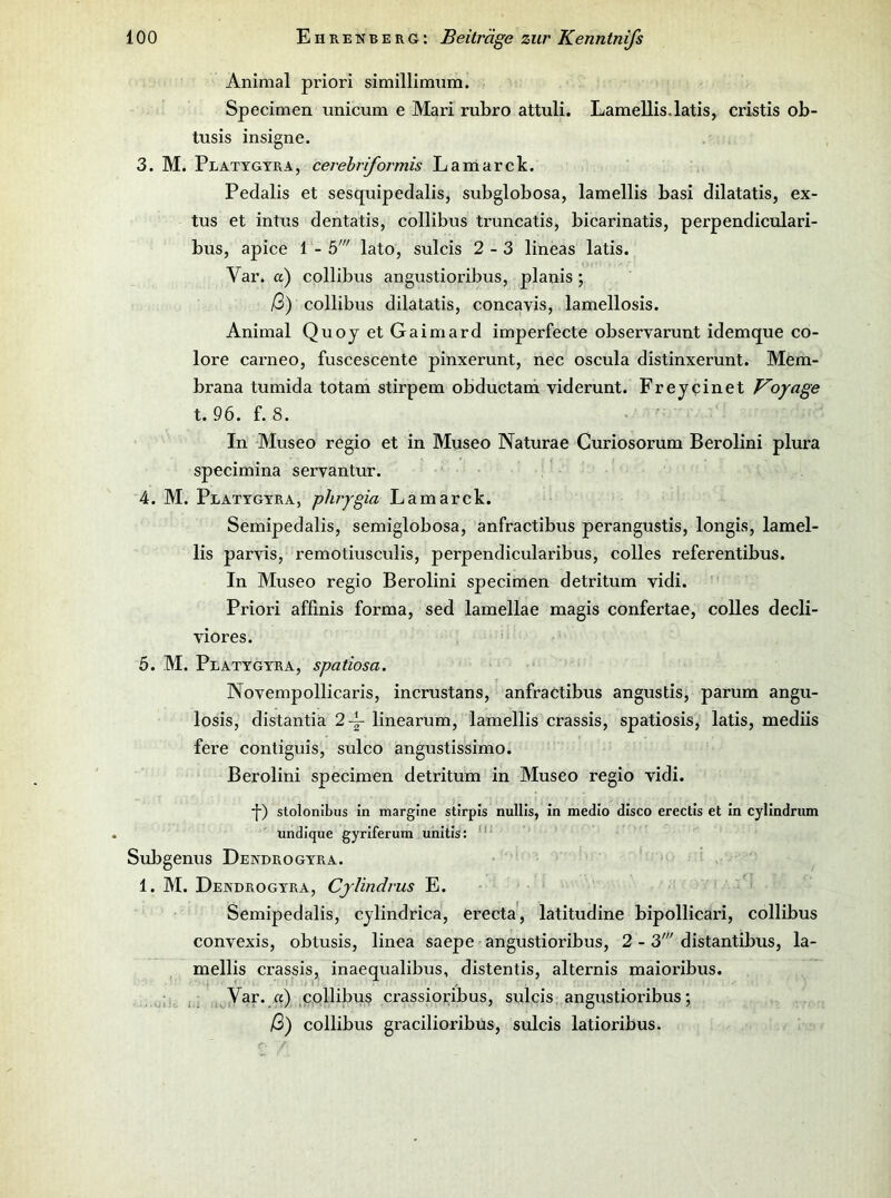 Animal priori similllmum. Specimen unicum e Mari rubro attuli. Lamellis.latis, cristis ob- tusis insigne. 3. M. Platygtra, cerehriformis Lamarck. Pedalis et sesquipedalis, subglobosa, lamellis basi dilatatis, ex- tus et intus dentatis, collibus truncatis, bicarinatis, perpendiculari- bus, apice 1-5' lato, sulcis 2-3 lineas latis. Var. a) collibus angustioribus, planis; /3) collibus dilatatis, concavis, lamellosis. Animal Quoy et Gaimard imperfecte observarunt idemque co- lore carneo, fuscescente pinxerunt, nee oscula distinxerunt. Mem- brana tumida totam stirpem obductam viderunt. Frey einet Voyage t. 96. f. 8. • In Museo regio et in Mu&eo Naturae Curiosorum Berolini plura specimina servantur. 4. M. Platygtra, phrygia Lamarck. Semipedalis, semiglobosa, anfractibus perangustis, longis, lamel- lis parvis, remotiusculis, perpendicularibus, colles referentibus. In Museo regio Berolini specimen detritum vidi. Priori affinis forma, sed lamellae magis confertae, colles decli- viores. 5. M. Platygtra, spatiosa. Novempollicaris, incrustans, anfractibus angustis, parum angu- losis, distantiä 2-|- linearum, lamellis crassis, spatiosis, latis, mediis fere contiguis, sulco angustissimo. Berolini specimen detritum in Museo regio vidi. •[■) stolonibus in marglne stirpis nullis, in medio disco erectis et In cyllndrum undlque gyrlferum unitis: **■ Suljgenus Dendrogyra. ' 1. M. Dendrogyra, Cjlindrus E. Semipedalis, cylindrica, erecta, latitudine bipollicari, collibus convexis, obtusis, linea saepe angustioribus, 2 - 3' distantibus, la- mellis crassis, inaequalibus, distentis, alternis maioribus. I * ■ j i ' ^ crassioi;ibus, sulcis angustioribus; Q>) collibus gracilioribus, sulcis latioribus.