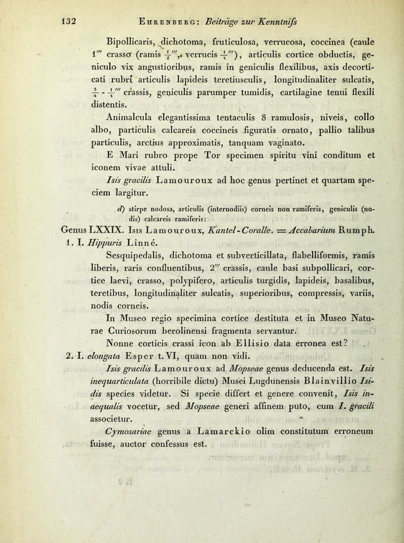 Bipollicaris, ^dichotoma, fruticulosa, verrucosa, coccinea (caule 1' crassG (ramis 4-^,. verrucis, articulis cortice obductis, ge- niculo vix angustioribus, ramis in geniculis flexilibus, axis decorti- cati rubrt articulis lapideis teretiusculis, longitudinaliter sulcatis, :| crassis, geniculis parumper tumidis, cartilagine tenui flexili distentis. Animalcula elegantissima tentaculis 8 ramulosis, niveis, collo albo, particulis calcareis coccineis iiguratis ornato, pallio talibus particulis, arctius approximatis, tanquam vaginato. E Mari rubro prope Tor specimen spiritu vini conditum et iconem vivae attuli. Isis gracilis Lamouroux ad hoc genus pertinet et quartam spe- ciem largitur. d) Stirpe nodosa, articulis (internodiis) corneis non ramiferis, geniculis (no- dis) calcareis ramiferis: Genus LXXIX. Isis Lamouroux, Kantel-Coralle. z=z Accabarium Rumph. 1. I. Hippuris Lin ne. \ Sesquipedalis, dicbotoma et subverticillata, flabelliformis, ramis liberis, raris confluentibus, 2’ crassis, caule basi subpollicari, cor- tice laevi, crasso, poljpifero, articulis turgidis, lapideis, basalibus, teretibus, longitudinaliter sulcatis, superioribus, compressis, variis, nodis corneis. ) . In Museo regio specimina cortice destituta et in Museo Natu- rae Curiosorum berolinensi fragmenta servantur. Nonne corticis crassi icon ab Ellisio data erronea est? 2. I. elongata Esper t. VI, quam non vidi. Isis gracilis Lamouroux ad Mopseae genus deducenda est. Isis inecjuarticulata (horribile dictu) Musei Lugdunensis Blainvillio Isi- dis species videtur. Si specie differt et genere convenit, Isis in- aecfualis vocetur, sed Mopseae generi affinem puto, cum I. gracili associetur. Cjmosariae genus a Lamarckio olim constitutum erroneum fuisse, auctor confessus est.