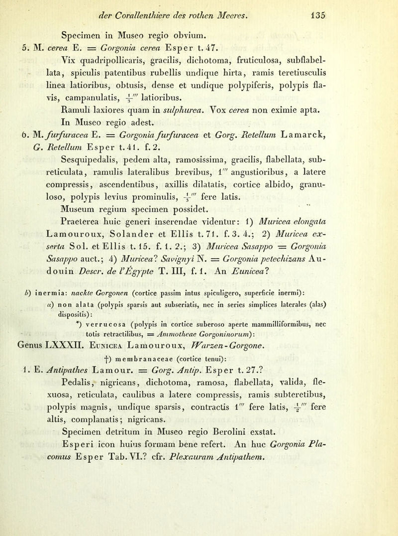Specimen in Museo regio obvium. 5. M. cerea E. = Gorgonia cerea Esper t. 47. Vix quadripollicaris, gracilis, dicliotoma, fruticulosa, subflabel- lata, spiculis patentibus rubellis imdique hirta, ramis teretiusculis linea latioribus, obtusis, dense et undique polypiferis, poljpis fla- vis, campanulatis, latioribus. Ramuli laxiores quam in sulphurea. Vox cerea non eximie apta. In Museo regio adest. 6. lA. furfuracea E. = Gorgonia furfuracea et Gorg. Retellum Lamarck, G. Retellum Esper t. 41. f. 2. Sesquipedalis, pedem alta, ramosissima, gracilis, flabellata, sub- reticulata, ramulis lateralibus brevibus, 1' angustioribus, a latere compressis, ascendentibus, axillis dilatatis, cortice albido, granu- loso, poljpis levius prominulis, fere latis. Museum regium specimen possidet. Praeterea huic generi inserendae videntur: 1) Muricea elongala Lamouroux, Solander et Ellis t.7l. f.3. 4.; 2) Muricea ex- serta Sol. et Ellis t. 15. f. 1. 2.; 3) Muricea Sasappo — Gorgonia Sasappo auct.; 4) Muricea^. Savignyi N. = Gorgonia petechizans Au- douin Descr. de VEgypte T. III, f. 1. An Euniceal Z>) inermia; nackte Gorgonen (cortice passim intus spiculigero, superficie inermi): «) non alata (polypis sparsis aut subseriatis, nec in serles simplices laterales (alas) dispositis): *) verrucosa (polypis in cortice suberoso aperte mammilliformibus, nec totis retractilibus, = Animotheae Gorgoninoruni): Genus LXXXII. Eunice a Lamouroux, TVarzen-Gor gone. •]•) membranaceae (cortice tenui): 1. E. Anlipathes Lamour. = Gorg. Anlip. Esper t. 27.? Pedalis, nigricans, dichotoma, ramosa, flabellata, valida, fle- xuosa, reticulata, caulibus a latere compressis, ramis subteretibus, poljpis magnis, undique sparsis, contractis M fere latis, fere altis, complanatis; nigricans. Specimen detritum in Museo regio Berolini exstat. Esperi icon huius formam bene refert. An buc Gorgonia Pla- comus Esper Tab. VI.? cfr. Plexauram Antipalliem.