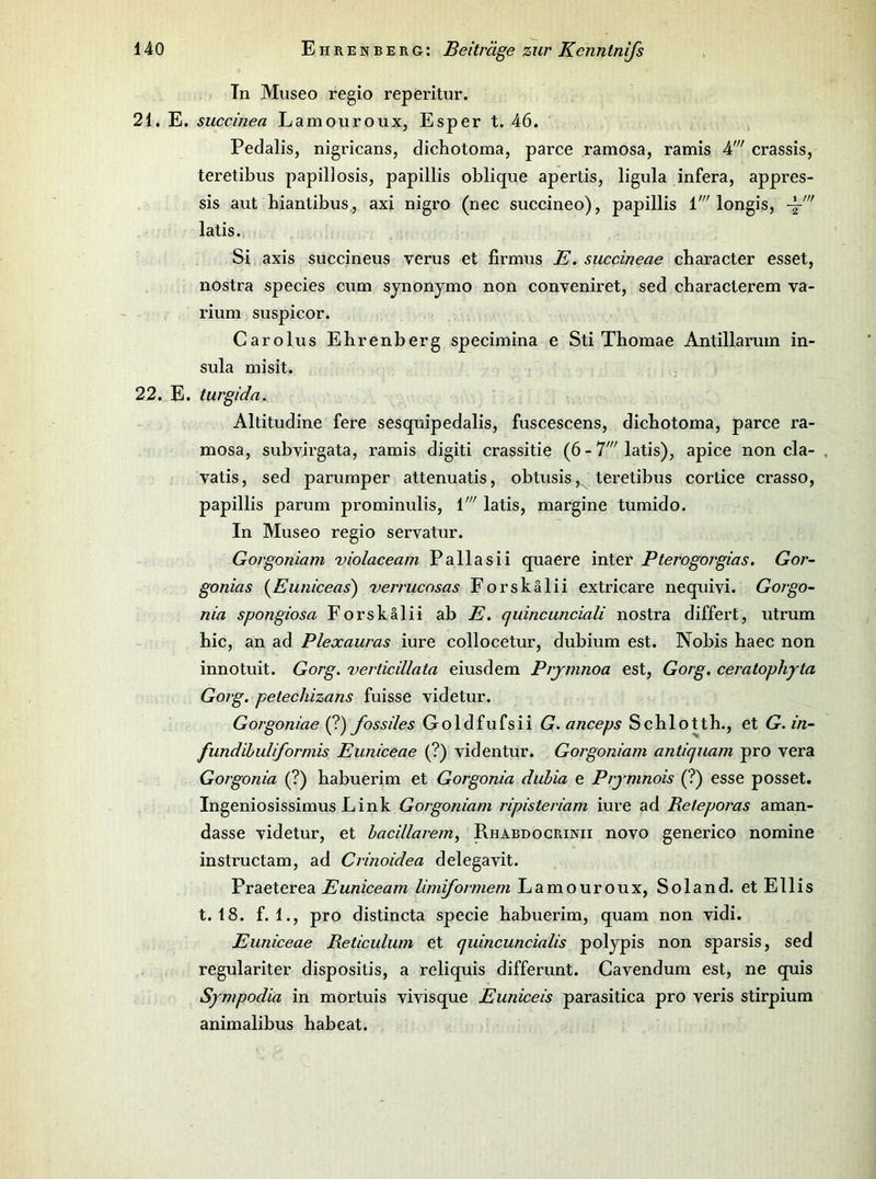 Tn Mnseo regio reperitur. 21. E. succinea Lamouroux, Esper t. 46. Pedalis, nigricans, dichotoma, parce ramosa, ramis 4' crassis, teretibus papillosis, papillis oblique apertis, ligula infera, appres- sis aut biantibus., axi nigro (nec succineo), papillis 1' longis, -y latis. Si axis succineus verus et firmus E. succineae character esset, nostra species cum synonymo non conveniret, sed cbaracterem va- rium suspicor. Carolus Ebrenberg specimina e Sti Thomae Antillarum in- sula misit. 22. E. turgida. Altitudine fere sesquipedalis, fuscescens, dicbotoma, parce ra- mosa, subvirgata, ramis digiti crassitie (6 - 7' latis), apice non cla- vatis, sed parumper attenuatis, obtusis ,^ teretibus cortice crasso, papillis parum prominulis, i' latis, margine tumido. In Museo regio servatur. Gorgoniam violaceam Pallasii quaere inter Pterogorgias. Gor- gonias (Eunicens) verrucosas Forskälii extricare nequivi. Gorgo- nia Spongiosa Forskälii ab E. cjuincunciali nostra differt, utrum bic, an ad Plexauras iure collocetur, dubium est. Nobis baec non innotuit. Gorg. verticillata eiusdem Prjmnoa est, Gorg. ceratophyta Gorg. petechizans fuisse videtur. Gorgoniae (?) fossiles Goldfufsii G. anceps Scblottb., et G. in- fundihuliforniis Euniceae (?) videntur. Gorgoniam antiquam pro vera Gorgonia (?) babuerim et Gorgonia dubia e Prjmnois (?) esse posset. Ingeniosissimus Link Gorgoniam ripisteriam iure ad Releporas aman- dasse videtur, et hacillarem, Rhabdocrinii novo generico nomine instructam, ad Crinoidea delegavit. Praeterea Euniceam Umformern Lamouroux, Soland. etEllis t. 18. f. 1., pro distincta specie babuerim, quam non vidi. Euniceae Reticuliim et quincuncialis polypis non sparsis, sed regulariter dispositis, a reliquis differunt. Cavendum est, ne quis Sjmpodia in mortuis vivisque Euniceis parasitica pro veris stirpium animalibus babeat.