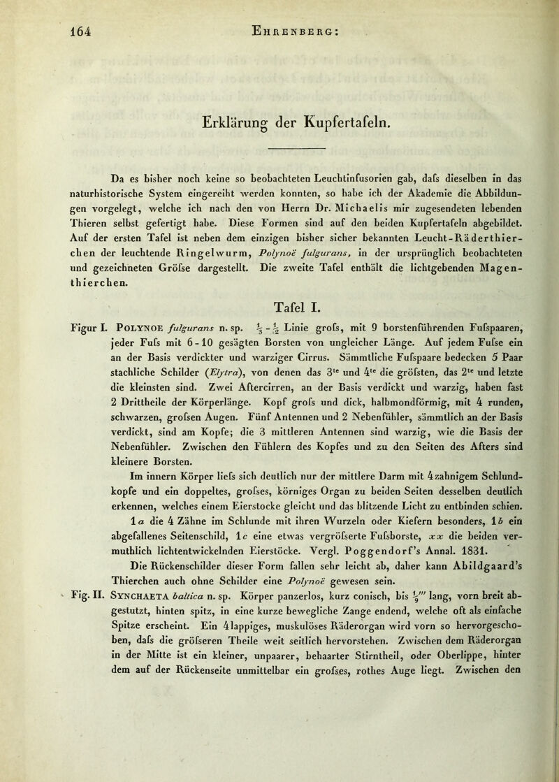 Erklärung der Kupfertafeln. Da es bisher noch keine so beobachteten Leuchtinfusorien gah, dafs dieselben In das naturhistorische System eingereiht werden konnten, so habe ich der Akademie die Abbildun- gen vorgelegt, welche ich nach den von Herrn Dr. Michaelis mir zugesendeten lebenden Thieren selbst gefertigt habe. Diese Formen sind auf den beiden Kupfertafeln abgebildet. Auf der ersten Tafel ist neben dem einzigen bisher sicher bekannten Leucht-Räderthier- chen der leuchtende Ringelwurm, Poijnoe fulgurans. In der ursprünglich beobachteten und gezeichneten Gröfse dargestellt. Die zweite Tafel enthält die lichtgebenden Magen- thlerchen. Tafel I. Figur I. POLYNOE fulgurans n. sp. \ L*nle grofs, mit 9 borstenfiihrenden Fufspaaren, jeder Fufs mit 6-10 gesägten Borsten von ungleicher Länge. Auf jedem Fufse ein an der Basis verdickter und warziger Cirrus. Sämmtllche Fufspaare bedecken 5 Paar stacbllche Schilder (Eljtra)^ von denen das und 4‘® die gröfsten, das 2‘® und letzte die kleinsten sind. Zwei Aftercirren, an der Basis verdickt und warzig, haben fast 2 Dritthelle der Körperlänge. Kopf grofs und dick, halbmondförmig, mit 4 runden, schwarzen, grofsen Augen. Fünf Antennen und 2 Nebenfühler, sämmtllch an der Basis verdickt, sind am Kopfe; die 3 mittleren Antennen sind warzig, wie die Basis der Nebenfühler. Zwischen den Fühlern des Kopfes und zu den Selten des Afters sind kleinere Borsten. Im Innern Körper llefs sich deutlich nur der mittlere Darm mit 4zahnigem Schlund- kopfe und ein doppeltes, grofses, körniges Organ zu beiden Selten desselben deutlich erkennen, welches einem Eierstocke gleicht und das blitzende Licht zu entbinden schien. 1« die 4 Zähne im Schlunde mit ihren Wurzeln oder Kiefern besonders, \b ein abgefallenes Seltenschild, Ic eine etwas vergröfserte Fufsborste, arx die beiden ver- muthllch lichtentwickelnden Eierstöcke. Vergl. Poggendorf’s Annal. 1831. Die Rückenschilder dieser Form fallen sehr leicht ab, daher kann Abildgaard’s Thierchen auch ohne Schilder eine PoIjnoe gewesen sein. ^ Flg. II. Synchaeta baltica n. sp. Körper panzerlos, kurz conlsch, bis lang, vorn breit ab- gestutzt, hinten spitz, in eine kurze bewegliche Zange endend, welche oft als einfache Spitze erscheint. Ein 4 lappiges, muskulöses Räderorgan wird vorn so hervorgescho- ben, dafs die gröfseren Thelle weit seitlich hervorstehen. Zwischen dem Räderorgan in der Mitte Ist ein kleiner, unpaarer, behaarter Stirnthell, oder Oberlippe, hinter dem auf der Rückenseite unmittelbar ein grofses, rothes Auge liegt. Zwischen den