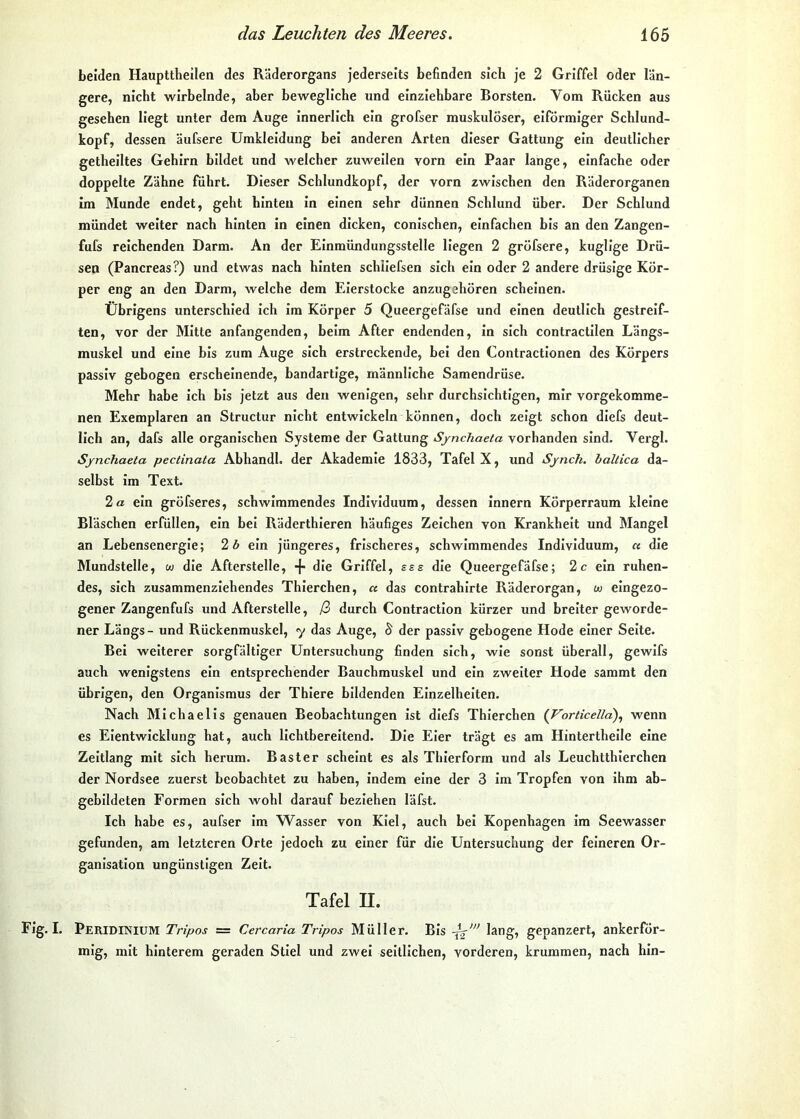 Leiden HaupttLeilen des Räderorgans Jederselts befinden sich je 2 Griffel oder län- gere, nicht wirbelnde, aber bewegliche und einziehbare Borsten. Vom Rücken aus gesehen Hegt unter dem Auge innerlich ein grofser muskulöser, eiförmiger Schlund- kopf, dessen äufsere Umkleidung bei anderen Arten dieser Gattung ein deutlicher getheiltes Gehirn bildet und welcher zuweilen vorn ein Paar lange, einfache oder doppelte Zähne führt. Dieser Schlundkopf, der vorn zwischen den Räderorganen Im Munde endet, geht hinten in einen sehr dünnen Schlund über. Der Schlund mündet weiter nach hinten in einen dicken, conlschen, einfachen bis an den Zangen- fufs reichenden Darm. An der Einmündungsstelle liegen 2 gröfsere, kugllge Drü- sen (Pancreas?) und etwas nach hinten schllefsen sich ein oder 2 andere drüsige Kör- per eng an den Darm, welche dem Eierstocke anzugehören scheinen. Übrigens unterschied Ich Im Körper 5 Queergefäfse und einen deutlich gestreif- ten, vor der Mitte anfangenden, beim After endenden, In sich contractllen Längs- muskel und eine bis zum Auge sich erstreckende, bei den Contractlonen des Körpers passiv gebogen erscheinende, bandartige, männliche Samendrüse. Mehr habe Ich bis jetzt aus den wenigen, sehr durchsichtigen, mir vorgekomme- nen Exemplaren an Structur nicht entwickeln können, doch zeigt schon diefs deut- lich an, dafs alle organischen Systeme der Gattung Sjnchaeta vorhanden sind. Vergl. Synchaeta pectinata Abhandl. der Akademie 1833, Tafel X, und Sjnch. ballica da- selbst Im Text. 2a ein gröfseres, schwimmendes Individuum, dessen Innern Körperraum kleine Bläschen erfüllen, ein bet Räderthleren häufiges Zeichen von Krankheit und Mangel an Lebensenergie; 2 6 ein jüngeres, frischeres, schwimmendes Individuum, a die Mundstelle, ou die Afterstelle, ■}■ die Griffel, sss die Queergefäfse; 2c ein ruhen- des, sich zusammenziehendes Thierchen, ct das contrahlrte Räderorgan, w elngezo- gener Zangenfufs und Afterstelle, durch Contractlon kürzer und breiter geworde- ner Längs - und Rückenmuskel, 7 das Auge, 3 der passiv gebogene Kode einer Seite. Bei weiterer sorgfältiger Untersuchung finden sich, wie sonst überall, gewifs auch wenigstens ein entsprechender Bauchmuskel und ein zweiter Kode sammt den übrigen, den Organismus der Thiere bildenden Einzelheiten. Nach Michaelis genauen Beobachtungen Ist diefs Thierchen {Vorticellci)^ wenn es Eientwicklung hat, auch lichtbereitend. Die Eier trägt es am Hinterthelle eine Zeltlang mit sich herum. Baster scheint es als Thierform und als Leuchtthlerchen der Nordsee zuerst beobachtet zu haben. Indem eine der 3 Im Tropfen von ihm ab- gebildeten Formen sich wohl darauf beziehen läfst. Ich habe es, aufser Im Wasser von Kiel, auch bei Kopenhagen im Seewasser gefunden, am letzteren Orte jedoch zu einer für die Untersuchung der feineren Or- ganisation ungünstigen Zelt. Tafel n. Flg. I. Peridinium Tripos = Cercaria Tripos Müller. Bis lang, gepanzert, ankerför- mig, mit hinterem geraden Stiel und zwei seitlichen, vorderen, krummen, nach hin-