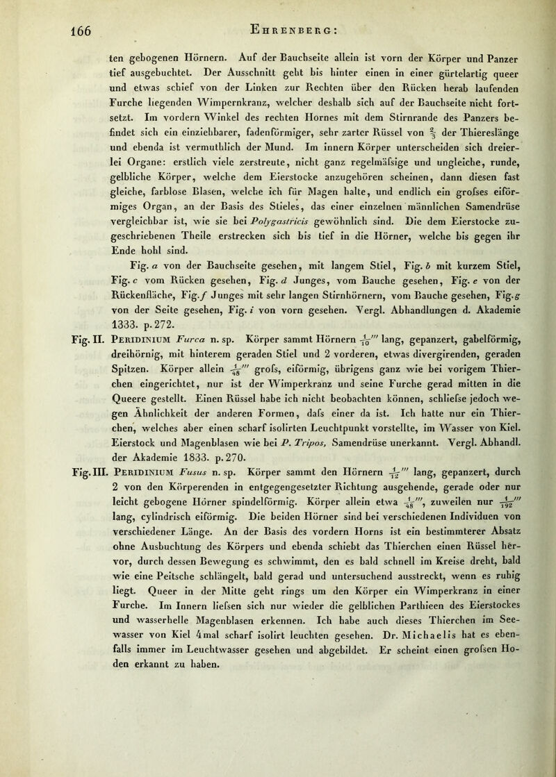 ten gebogenen Hörnern. Auf der Bauchseite allein ist vorn der Körper und Panzer tief ausgebucbtet. Der Ausschnitt geht bis hinter einen in einer gürtelartig queer und etwas schief von der Linken zur Rechten über den Rücken herab laufenden Furche liegenden Wimpernkranz, welcher deshalb sich auf der Bauchseite nicht fort- setzt. Im vordem Winkel des rechten Hornes mit dem Stirnrande des Panzers be- findet sich ein einziehbarer, fadenförmiger, sehr zarter Rüssel von \ der Thiereslänge und ebenda ist vermuthllch der Mund. Im innern Körper unterscheiden sich dreier- lei Organe; erstlich viele zerstreute, nicht ganz regelmäfsige und ungleiche, runde, gelbliche Körper, welche dem Eierstocke anzugehören scheinen, dann diesen fast gleiche, farblose Blasen, welche ich für Magen halte, und endlich ein grofses eiför- miges Organ, an der Basis des Stieles, das einer einzelnen männlichen Samendrüse vergleichbar Ist, wie sie bei Poljgastricis gewöhnlich sind. Die dem Eierstocke zu- geschriebenen Thelle erstrecken sich bis tief In die Hörner, welche bis gegen Ihr Ende hohl sind. Fig. a von der Bauchseite gesehen, mit langem Stiel, Flg. 5 mit kurzem Stiel, Fig. c vom Rücken gesehen, Fig. Junges, vom Bauche gesehen, Fig. e von der Rückenfläche, Fig./ Junges mit sehr langen Stirnhörnern, vom Bauche gesehen, Flg.g- von der Seite gesehen, Fig. j von vorn gesehen. Yergl. Abhandlungen d. Akademie 1333. p.272. Fig. II. Peridinium Furca n. sp. Körper sammt Hörnern lang, gepanzert, gabelförmig, drelhörnig, mit hinterem geraden Stiel und 2 vorderen, etwas divergirenden, geraden Spitzen. Körper allein grofs, eiförmig, übrigens ganz wie bei vorigem Thler- chen eingerichtet, nur Ist der Wimperkranz und seine Furche gerad mitten in die Queere gestellt. Einen Rüssel habe Ich nicht beobachten können, schllefse jedoch we- gen Ähnlichkeit der anderen Formen, dafs einer da Ist. Ich hatte nur ein Thier- chen, welches aber einen scharf Isolirten Leuchtpunkt vorstellte. Im Wasser von Kiel. Eierstock und Magenhlasen wie bei P. Tripos, Samendrüse unerkannt. Vergl. Abhandl. der Akademie 1833. p. 270. Fig.III. Peridinium Fusus n. sp. Körper sammt den Hörnern lang, gepanzert, durch 2 von den Körperenden In entgegengesetzter Richtung ausgehende, gerade oder nur leicht gebogene Hörner spindelförmig. Körper allein etwa -5^% zuweilen nur lang, cyllndrisch eiförmig. Die beiden Hörner sind hei verschiedenen Individuen von verschiedener Länge. An der Basis des vordem Horns ist ein bestimmterer Absatz ohne Ausbuchtung des Körpers und ebenda schiebt das Thierchen einen Rüssel hfer- vor, durch dessen Bewegung es schwimmt, den es bald schnell Im Kreise dreht, bald wie eine Peitsche schlängelt, bald gerad und untersuchend ausstreckt, wenn es ruhig liegt. Queer In der Mitte geht rings um den Körper ein Wimperkranz in einer Furche. Im Innern llefsen sich nur wieder die gelblichen Parthleen des Eierstockes und wasserhelle Magenblasen erkennen. Ich habe auch dieses Thierchen im See- wasser von Kiel 4mal scharf Isolirt leuchten gesehen. Dr. Michaelis hat es eben- falls Immer Im Leuchtwasser gesehen und abgebildet. Er scheint einen grofsen Ho- den erkannt zu haben.
