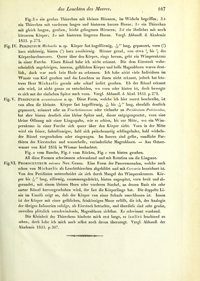 Flg.3 a ein grofses Thierchen mit kleinen Hörnern, im Wirbeln begriffen; 3ö ein Thiereben mit vorderem langen und hinterem kurzen Hörne; 3c ein Thiereben mit gleieh langen, grofsen, leieht gebogenen Hörnern; Zd ein ähnliebes mit noeb kürzerem Körper; 3c mit hinterem längeren Home. Vergl. Abhandl. d. Akademie 1833. p.271. Fig. IV. PeridiNIUM Michaelis n. sp. Körper fast kugelförmig, gepanzert, vorn (?) kurz einhörnig, hinten (?) kurz zweihörnig. Hörner gerad, von etwa \ bis \ des Körperdurebmessers. Queer über den Körper, rings herum, geht ein Wimpernkranz in einer Furche. Einen Rüssel habe ich nicht erkannt. Die dem Eierstock wahr- scheinlich angehörigen, inneren, gelblichen Körper und helle Magenblasen waren deut- lich, doch war auch kein Hode zu erkennen. Ich habe nicht viele Individuen im W^asser von Kiel gesehen und das Leuchten an ihnen nicht erkannt, jedoch bat letz- teres Herr Michaelis gerade sehr scharf Isolirt gesehen. Eh der Rüssel erkannt sein wird, ist nicht genau zu entscheiden, wo vorn oder hinten ist, doch bewegte es sich mit der einfachen Spitze nach vorn. Vergl. Abhandl. d. Akad. 1833. p. 271. Flg. V. PeridiNIUM acuminatum n. sp. Diese Form, welche ich hier zuerst beschreibe, ist von allen die kleinste. Körper fast kugelförmig, bis lang, ebenfalls deutlich gepanzert, erinnert sehr an Trachelomonas oder vielmehr an Peridinium Pulvisculus, hat aber hinten deutlich eine kleine Spitze und, dieser entgegengesetzt, vorn eine kleine Öffnung mit einer Längsspalte, wie es schien, bis zur Mitte, wo ein AVim- pernkranz ln einer Furche sich queer über den Körper zieht. Vorn in der Mitte wird ein feiner, fadenförmiger, bald sich peitschenartig schlängelnder, bald wirbeln- der Rüssel vorgeschoben oder eingezogen. Im Innern sind gelbe, rundliche Par- thieen des Eierstockes und wasserhelle, veränderliche Magenblasen. — Aus Ostsee- wasser von Kiel 1834 in Wismar beobachtet. Fig . a vom Bauche, Flg. b vom Rücken, Flg. c von hinten gesehen. All diese Formen schwimmen schwankend und mit Rotation um die Längsaxe. Fig.VI. Prorocentrum micans Nov. Genus. Eine Form der Panzermonaden, welche auch schon von Michaelis als Leuchtthierchen abgebildet und mit Cercar/a bezeichnet ist. Von den Peridinlen unterscheidet sie sich durch Mangel des Wimpernkranzes. Kör- per bis lang, eiförmig, zusammengedrückt, hinten zugespitzt, vorn breit und ab- gerundet, mit einem kleinen Horn oder vorderen Stachel, an dessen Basis ein sehr zarter Rüssel hervorgeschoben wird, der fast die Körperlänge bat. Die doppelte Li- nie im Umrifs zeigt an, dafs der Körper von einer Schaale umschlossen ist. Innen ist der Körper mit einer gelblichen, feinkörnigen Masse erfüllt, die ich, der Analogie der übrigen Infusorien zufolge, als Eierstock betrachte, und überdlefs sind sehr grofse, zuweilen plötzlich verschwindende, Magenhlasen sichtbar. Es schwimmt wankend. Die Kleinheit des Thierchens hinderte mich erst lange, es isolirt leuchtend zu sehen, doch habe ich mich auch selbst noch davon überzeugt. Vergl. Abhandl. der Akademie 1833. p. 307. i.tteetggeteeti^