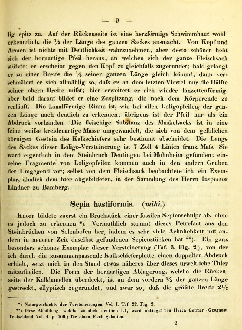 lig spitz zu. Auf der Rückenseite ist eine herzförmige Schwimmhaut wohl- erkenntlich, die Yi der Länge des ganzen Sackes ausmacht. Von Kopf und Armen ist nichts mit Deutlichkeit wahrzunehmen, aber desto schöner hebt sich der hornartige Pfeil heraus, an welchen sich der ganze Fleischsack stützte; er erscheint gegen den Kopf zu gleichfalls zugerundet; bald gelangt er zu einer Breite die Ys seiner ganzen Länge gleich kömmt, dann ver- schmälert er sich allmählig so, dafs er an dem letzten Viertel nur die Hälfte seiner obern Breite mifst; hier erweitert er sich wieder lanzettenförmig, aber bald darauf bildet er eine Zuspitzung, die nach dem Körperende zu verläuft. Die kanalförmige Rinne ist, wie bei allen Loligopfeilen, der gan- zen Länge nach deutlich zu erkennen; übrigens ist der Pfeil nur als ein Abdruck vorhanden. Die fleischige Substanz des Muskelsacks ist in eine feine weifse kreidenartige Masse umgewandelt, die sich von dem gelblichen körnio^en Gestein des Kalkschiefers sehr bestimmt abscheidet. Die Läno^e des Sackes dieser Loligo-Versteinerung ist 7 Zoll 4 Linien franz. Mafs. Sie ward eigentlich in dem Steinbruch Deutingen bei Mohnheim gefunden; ein- zelne Fragmente von Loligopfeilen kommen auch in den andern Gruben der Umgegend vor; selbst von dem Fleischsack beobachtete ich ein Exem- plar, ähnlich dem hier abgebildeten, in der Sammlung des Herrn Inspector Lindner zu Bamberg. Sepia hastiformis. (fniJii,) Knorr bildete zuerst ein Bruchstück einer fossilen Sepienschulpe ab, ohne es jedoch zu erkennen *). Vermuthlich stammt dieses Petrefact aus den Steinbrüchen von Solenhofen her, indem es sehr viele Aehnlichkeit mit an- dern in neuerer Zeit daselbst gefundenen Sepienstücken hat **). Ein ganz besonders schönes Exemplar dieser Versteinerung (Taf. 3. Fig. 2), von der { ich durch die zusammenpassende Kalkschieferplatte einen doppelten Abdruck ' erhielt, setzt mich in den Stand etwAs näheres über dieses urweltliche Thier I mitzutheilen. Die Form der horpartigen Ablagerung, welche die Rücken- seite der Kalklamellen überdeckt, ist an dem vordem % der ganzen Länge gestreckt, ellyptisch zugerundet, und zwar so, dafs die gröfste Breite 2Yz I ______________ I *) Naturgeschichte der Versteinerungen, Vol. I. Taf. 22. Fig. 2. Diese Abbildung, welche ziemlich deutlich ist, ward unlängst Ton Herrn Germar (Geognost. Teutschland Vol. #. p. 109.) für einen Fisch gehalten. 2