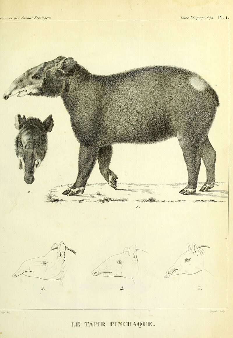 LE TAPIR