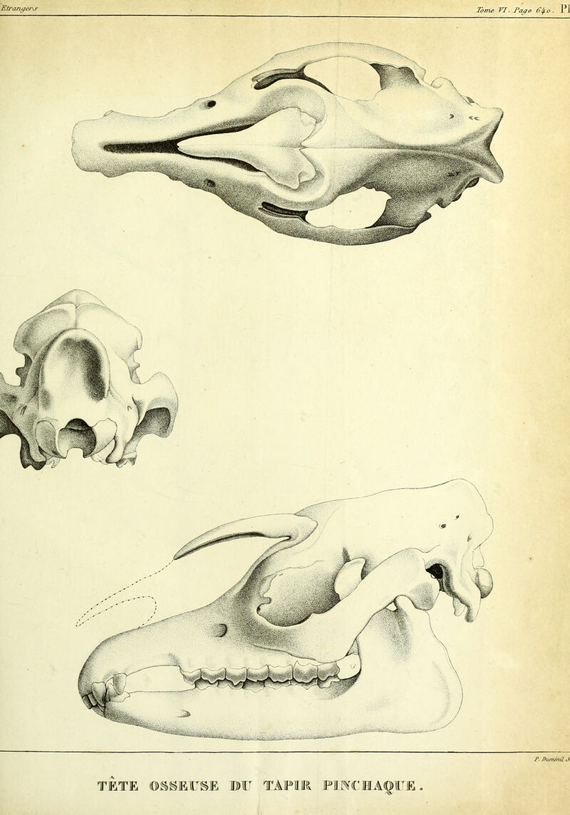Etraruje/'j' Tome VI. Togo 6/j.o. Pi P. DumJnil J,