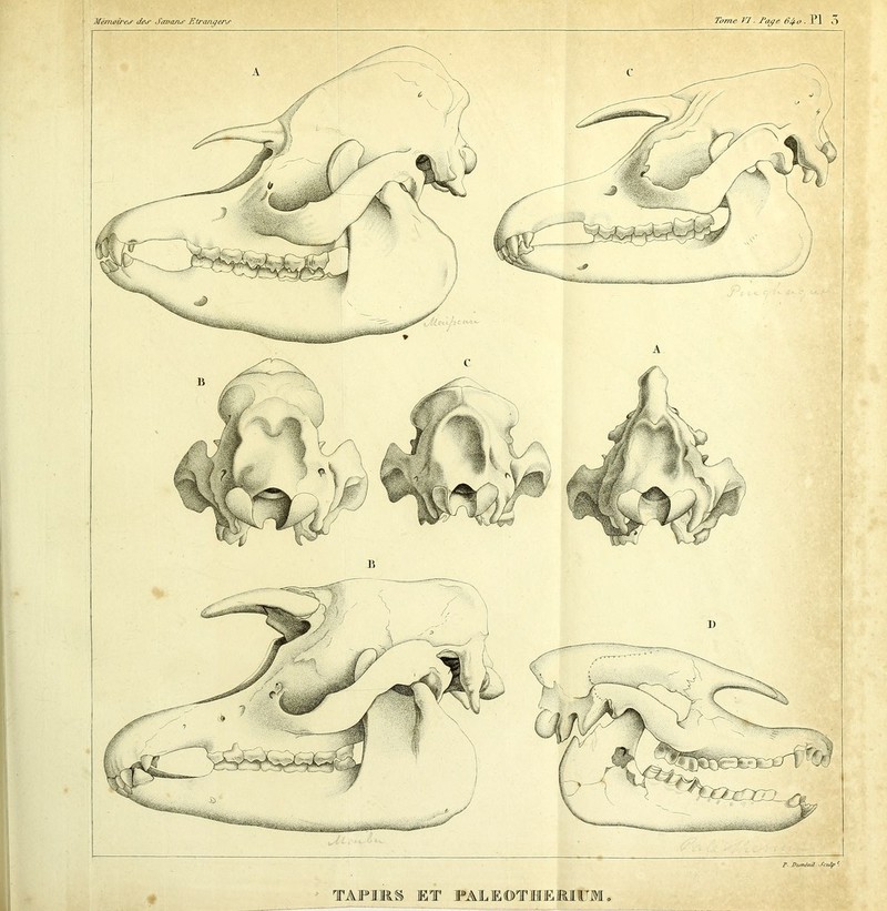 Mémoires des Savons Etrangers Tome VI. T âge 6é^o . PI O TAPIRS ET FAEEOTHEMIUM, P. Duménil Sculp e.