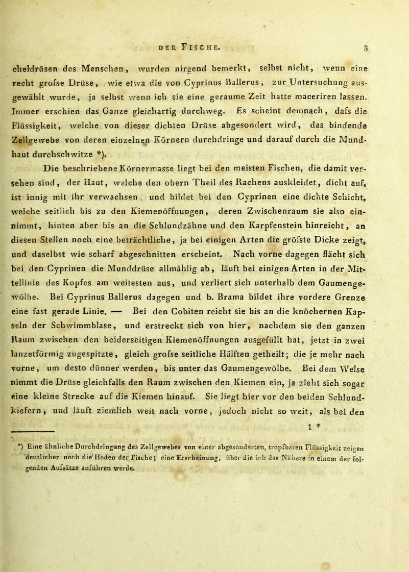 clieldrflsen des Menscben, wiirden nirgend bemerkt, selbst nicht, wenn eine recht grofse Driise, wie etwa die von Cyprinus Ballerus , zur Untersuchung aus- gevvahit wurde, ja selbst wenn ich sie eine geraume Zeit hatte maceriren lassen, Immer erschien das Ganze gleichartig durchweg. Es scheint demnach , dafs die FJiissigkeit, welche von dieser dichten Driise abgesondert Avird, das bindende Zellgewebe von deren einzeinen Kornern durchdringe und darauf durch die Mund- haul durchscb witze *). Die beschriebeneKornermasse liegt bei den meisten Fiscben, die damit ver- Seben sind, der Haut, Avelcbe den obern Theil des Racbens auskleidet, dicbt auf, ist innig mit ibr verwacbsen , und bildet bei den Gyprinen eine dicbte Schicht, Avelche seitlicb bis zu den Kiemenoffnungen, deren Zwiscbenraum sie also ein- nimmt, hinten aber bis an die Scblundzabne und den Karpfenstein hinreicht, an diesen Stellen noch eine betracbtlicbe, ja bei einigen Arten die grofste Dicke zeigt, und daselbst Avie scbarf abgescbnitten erscbeint. Nach vorne dagegen flacht sich bei den Gyprinen die Munddriise allmablig ab, liiuft bei einigen Arten in der Mit- teliinie des Kopfes am Aveitesten aus, und verliert sich unterbalb dem Gaumenge- Avolbe. Bei Gyprinus Ballerus dagegen und b. Brama bildet ibre vordere Grenze eine fast gerade Linie. —- Bei den Gobiten reicbt sie bis an die knochernen Kap- seln der Scbwimmblase, und erstreckt sich von bier, nacbdem sie den ganzen Raum ZAvischen den beiderseitigen Kiemenoffnungen ausgefuilt hat, jetzt in ZAvei lanzetfbrmig zugespitzte, gleich grofse seitliche Hiilften getheilt; die je mehr nach vorne, um desto diinner Averden, bis unter das GaumengCAvolbe. Bei dem Welse rimmt die Driise gleichfalls den Raum ZAvischen den Kiemen ein, ja ziebt sich sogar eine kleine Strecke auf die Kiemen hinauf. Sie liegt hier vor den beiden Schlund- kiefern, und Jauft ziemlich weit nach vorne, jedoch nicht so Aveit, als bei den 1 * *) Eine ahnlicbeDurclidnngung des Zellgewebes von einer abgesonderten, tropfbaren riiissigkeit zeigen deutlicber noch die Hoden der Fische J eine Erscheinung, fiber die ich das Nifhere in einem der fol- genden Aufsiitze anfuhren vrerde.