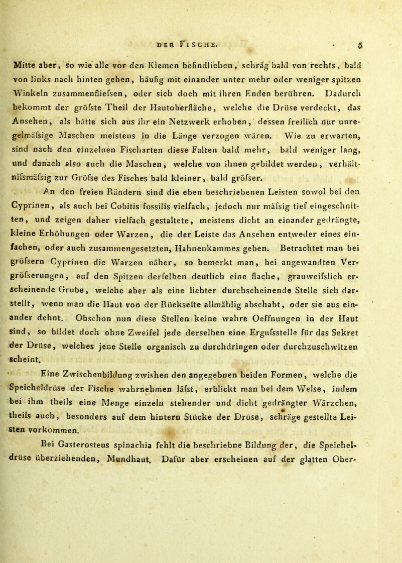Mitte aber, so wie alle vor den Kiemen befindliclien, schrag bald von rechfs, bald von links nach hinten gehen, haufig mit einander unter mehr oder Aveniger spitzen Winkein zusammenfliefsen, oder sich doch mit ihren linden beriihren. Dadurch bekommt der grofste Theil der Hautoberllache, welche die Druse verdeckt, das Ansehen, als biitte sich aus ihr ein Netzvverk erhoben , dessen freilich nur unre- gelmafsige Mascben meistens in die Lange verzogen Aviiren. Wie zu erwarten, sind nach den einzelnen Fischarten diese Falten bald mehr, bald weniger lang, und danach also auch die Maschen, welche von ihnen gebildet werden, verhalt- nifsmafsig zur Grofse des Fisches bald kleiner, bald grofser. An den freien Riindern sind die eben beschriebenen Leisten sowol bei den Cyprinen, als auch bei Cobitis fossilis vielfach, jedoch nur mafsig tief eingeschnit- ten, und zeigen daher vielfach gestaltete, meistens dicht an einander gedrangte, kleine Erhohungen oder Warzen, die der Leiste das Ansehen entweder eines ein- fachen, oder auch zusammengesetzten, Hahnenkammes geben. Betrachtet man bei grofsern Cyprinen die Warzen naher, so bemerkt man, bei angewandten Ver- grofserungen, auf den Spitzen derfelben deutlich eine flache, grauweifslich er- scheinende Grube, welche aber als eine lichter durchscheinende Stelle sich dar- stellt, wenn man die Haut von der Riickseite alimahlig abschabt, oder sie aus ein- ander dehnt, Obschon nun diese Stellen keine wahre Oeffnungen in der Haut sind, so bildet doch ohne Zweifel jede derselben eine Ergufsstelle fiir das Sekret der Driise, welches jene Stelle organisch zu durchdringen oder durchzuschwitzen scheint. Eine Zwischenbildung zwishen den angegebnen beiden Formen, welche die Speicheldriise der Fische Avahrnehmen lafst, erblickt man bei dem Welse, indem bei ihm theils eine Menge einzeln stehender und dicht gedrangter Warzchen, theils auch, besonders auf dem hintern Stiicke der Driise, schrage gestellta Lei- sten vorkommen. Bei Gasterosteus spinachia fehlt die beschriebne Bildung der, die Speichel- driise uberziehenden, Mundhaut, Dafiir aber erscheinen auf der glatten Ober-