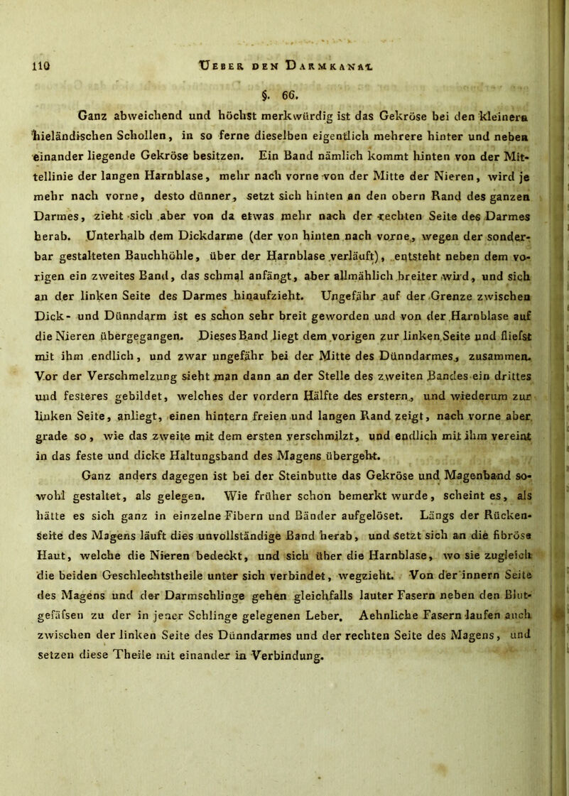§. 66. Ganz abweichend und hochst merkwiirdig ist das Gekrose bei den kleinera liielandischen Scbollen, in so feme dieselben eigentlich mehrere hinter und neben einander liegende Gekrose besitzen. Ein Band namlich kommt hinten von der Mit- tellinie der langen Harnblase, melir nach vorne -von der Mitte der Nieren, wird je mebr nach vorne, desto dunner , setzt sich hinten an den obern Rand des ganzen Darmes, zieht sich aber von da etwas mehr nach der-cechten Seite des Darmes berab. Unterhalb dem Dickdarme (der von hinten nach voxne., wegen der sonder- bar gestalteten Bauchhohle, iiber dejr IJarnblase ,verJauft), eqtsteht neben dem vo- rigen ein zweites Band, das schmal anfangt, aber allmahlich breiter twiid, und sigh an der linken Seite des Darmes hinaufzieht. Ungefahr .auf der.Grenze zwischen Dick- und Dunndarm ist es schon sehr breit geworden und von der Hai’nblase auf die Nieren iibergegangea. Dieses B.and jiegt dem vojrigen zur linken,Seite und flief&t mit ihm endlich, und zwar ungefahr bei der Mitte des Dunndarmes., zusammeo. Vor der Verschmelzung sieht |nan dann an der Stelle des z.weiten Bandes ein drittes und festeres gebildet, welches der vordern Halfte des erstern., und wiederum zur liiiken Seite, anliegt, einen hintern freien und langen Randzeigt, nach vorne aber. grade so, wie das zweite mit dem ers^ten yerschmilzt, und endlich mil ihm vereiat in das feste und dicke Haltungsband des Magens iibergebt. Ganz anders dagegen ist bei der Steinbutte das Gekrose und Magenband so- ■wohl gestaltet, als gelegen. Wie friiher schon bemejrkt wurde, scheint es, als hatte es sich ganz in einzelne Fibern und Bander aufgeloset. Liings der Riicken- Sehe des Magens lauft dies unvollstandige Band herab, und setzt sich an die fibrosa Haut, welche die Nieren bedeckt, und sich tiher die Harnblase, wo sie zugleich die beiden Geschlechtstheile unter sich verbindet, wegzieht. Von der innern Seite des Magens und der Darmscblinge gehen gleichfalls lauter Fasern neben den Blut- gefiifsen zu der in jeaer Schlinge gelegenen Leber, Aehnliche Fasern laufen auch zwischen der linken Seite des Dunndarmes und der rechten Seite des Magens, und setzen diese Theile mit einander in Verbindung,